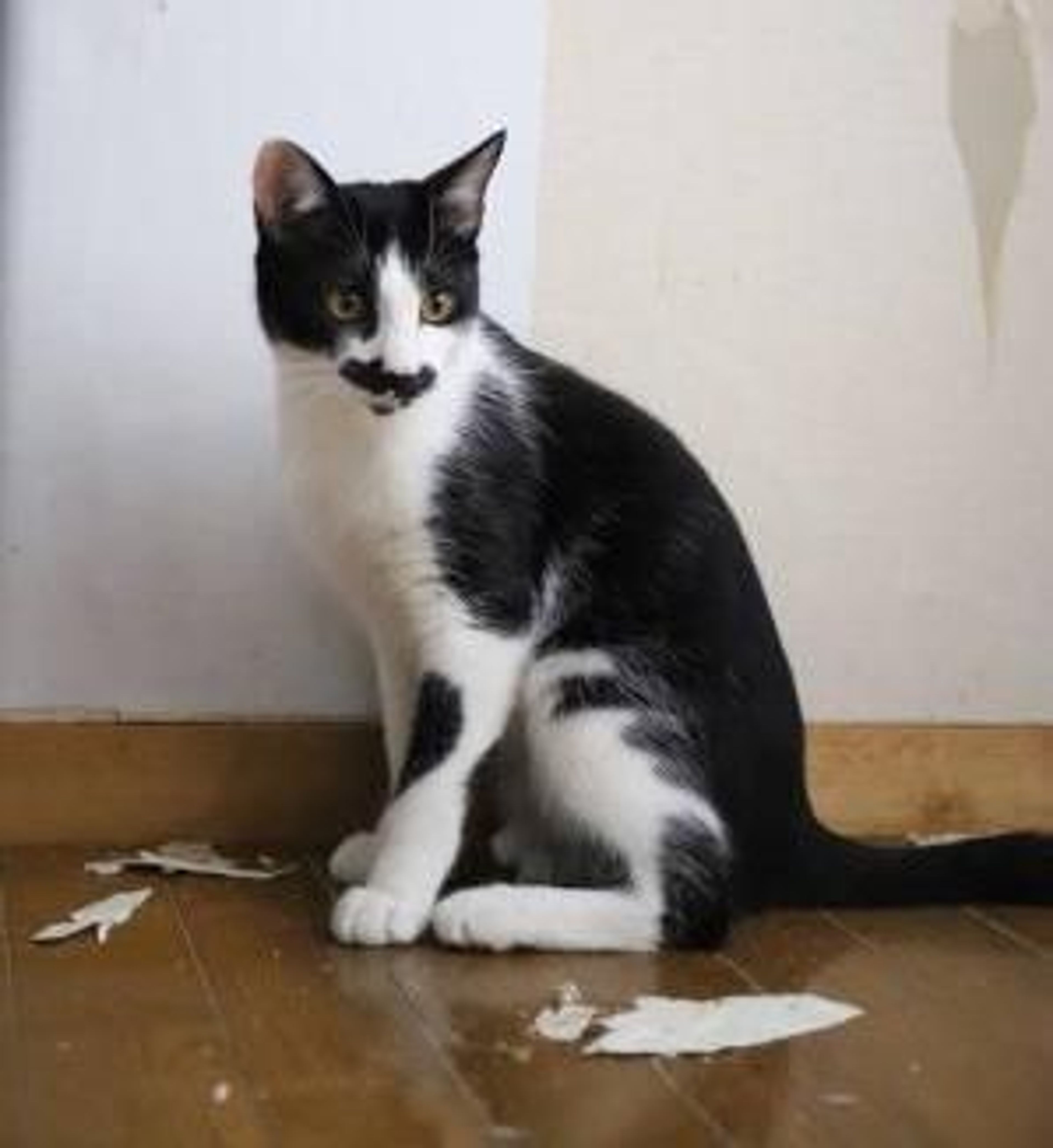 pet-image-3