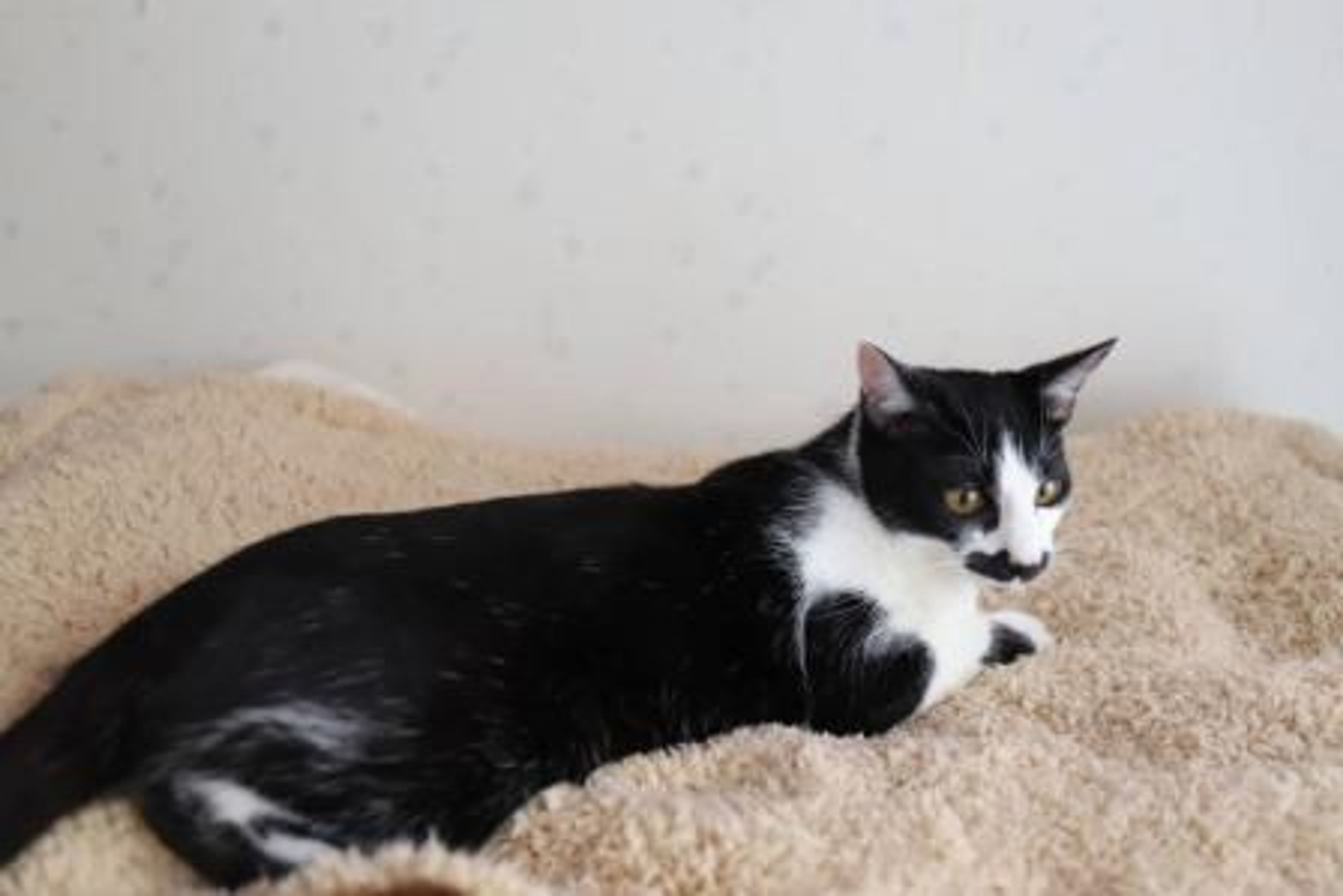 pet-image-4