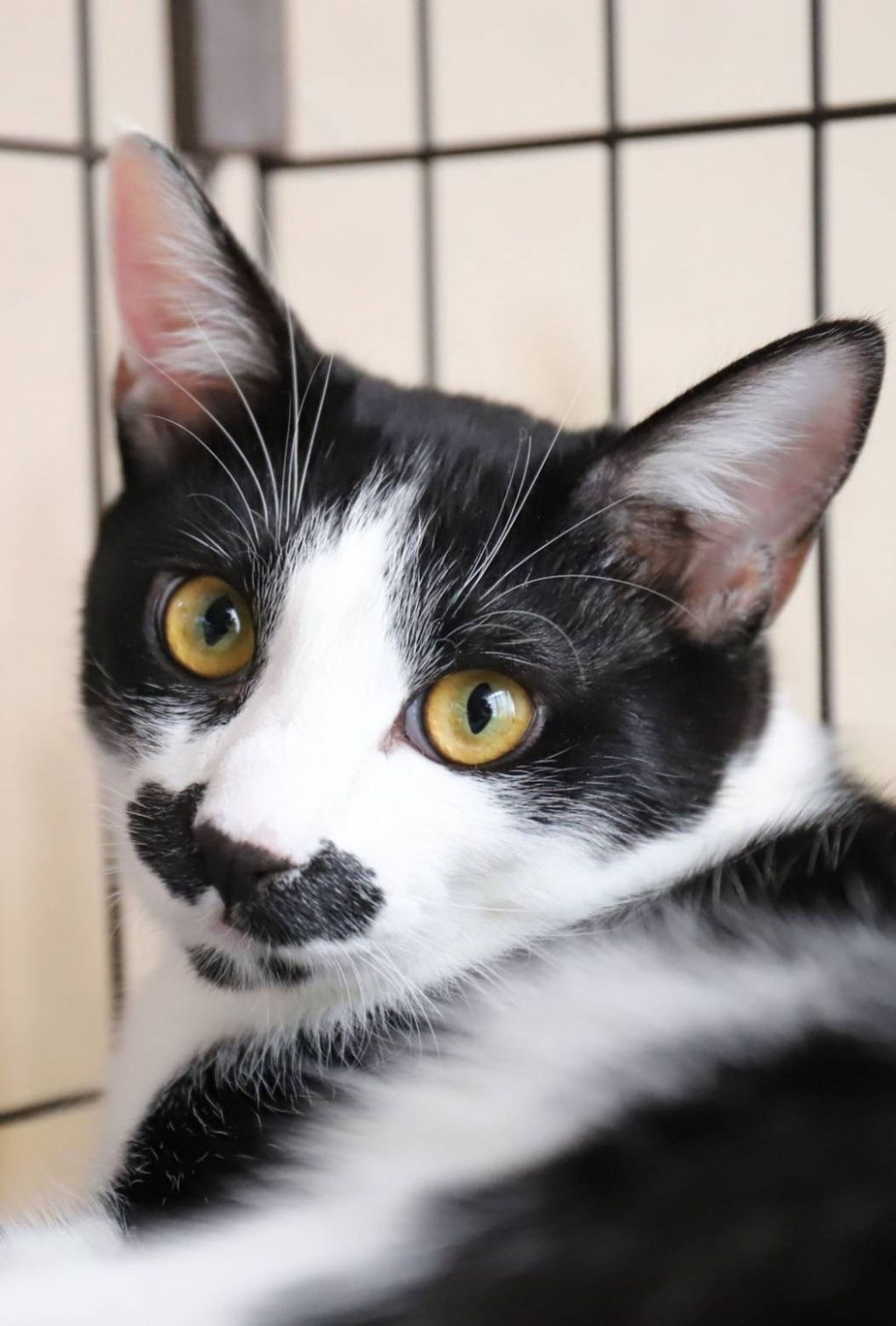 pet-image-5