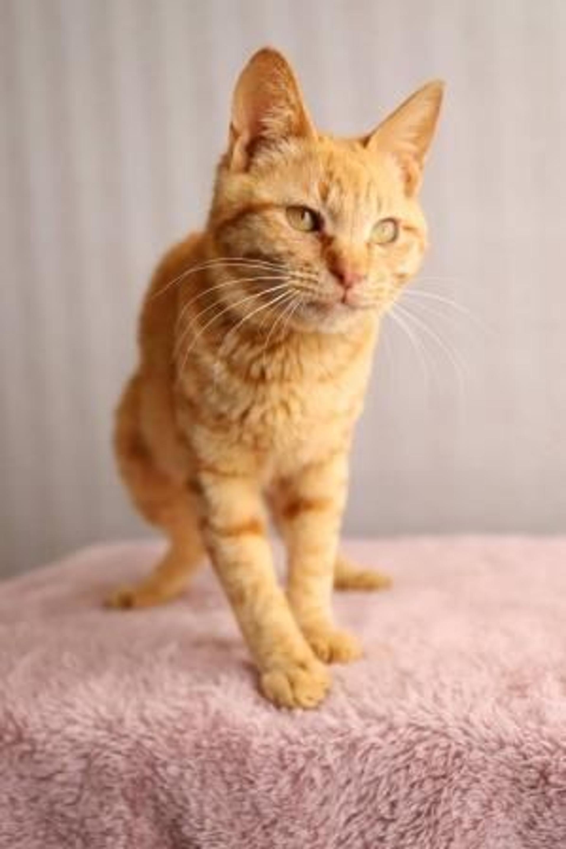 pet-image-2