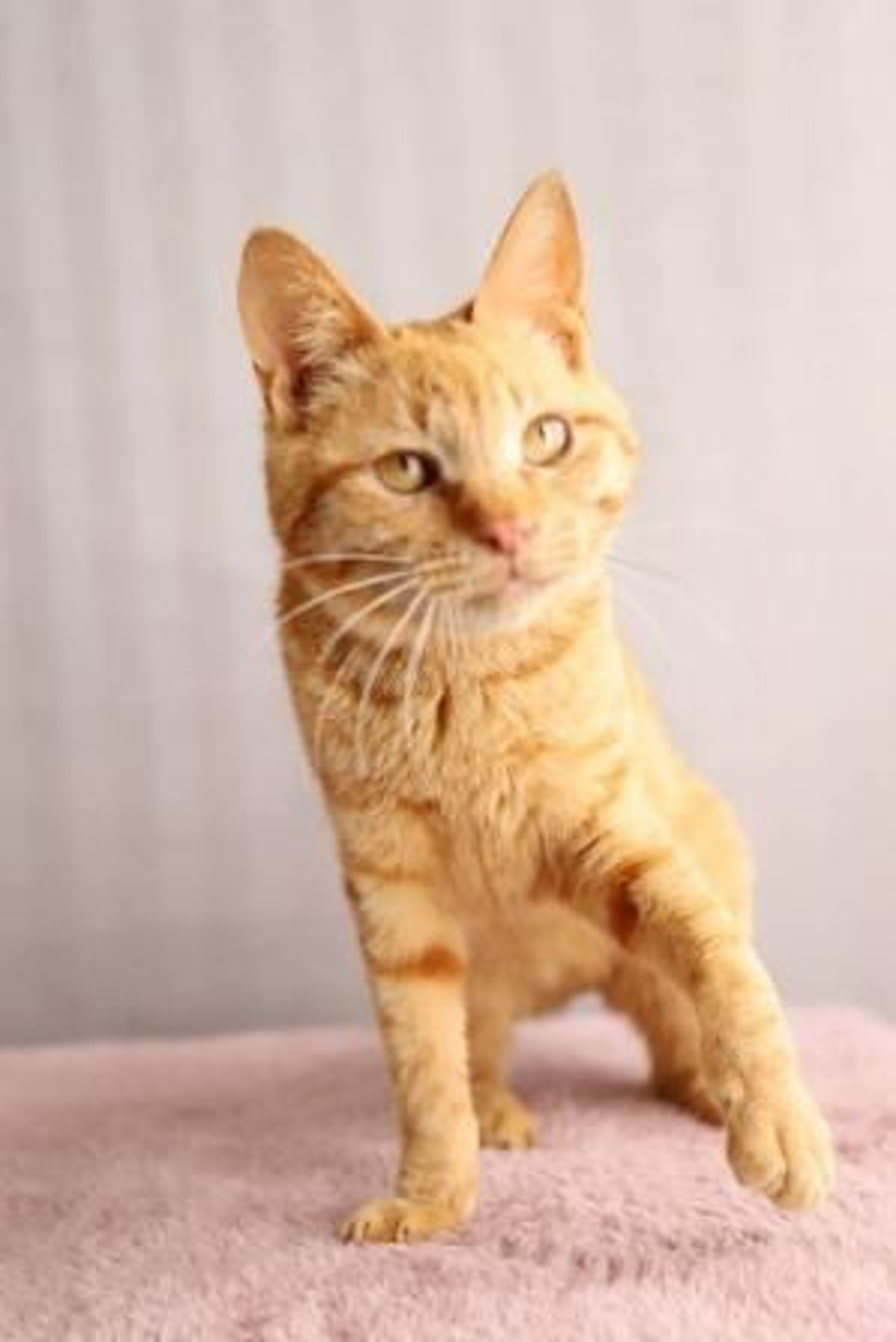 pet-image-3