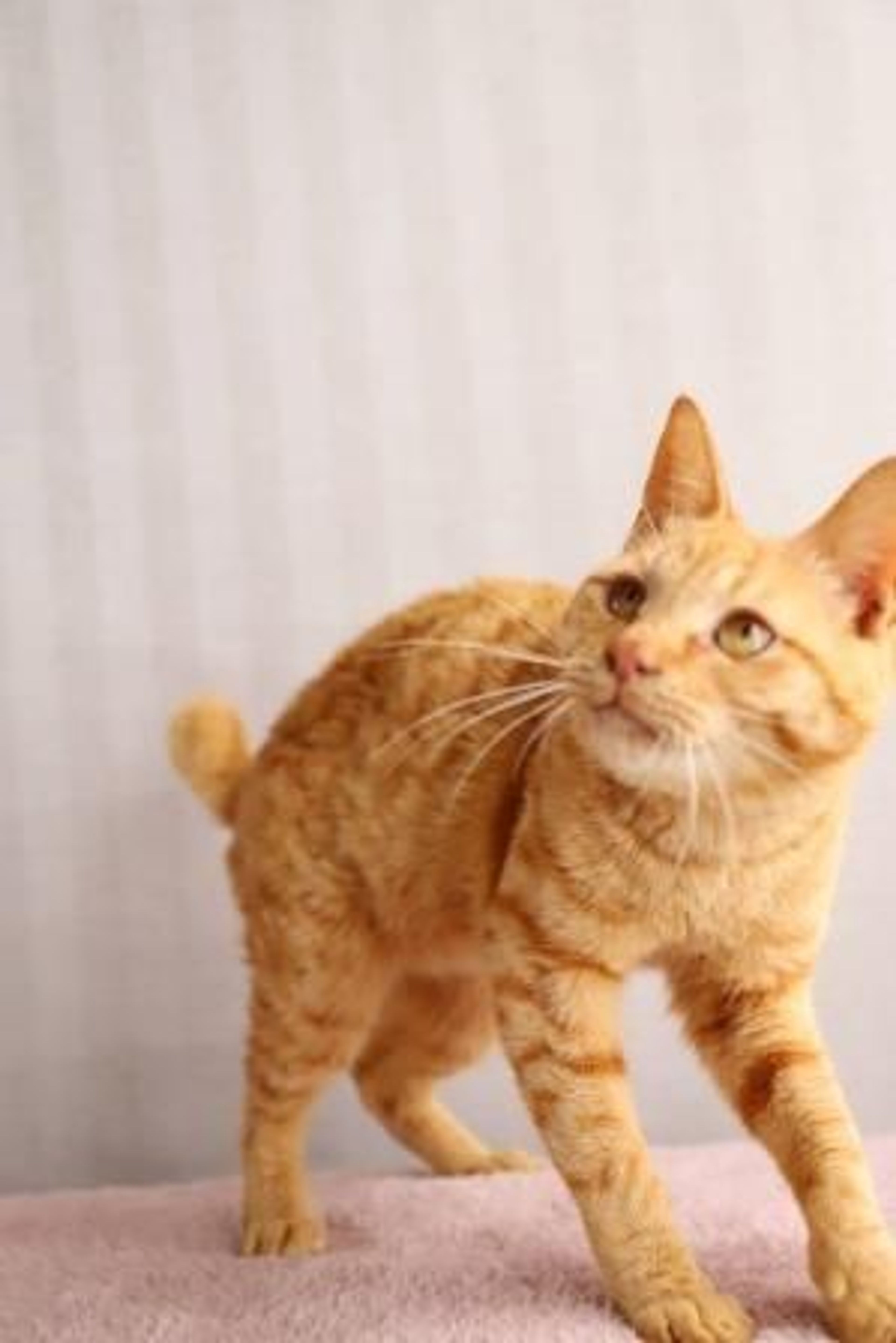 pet-image-4