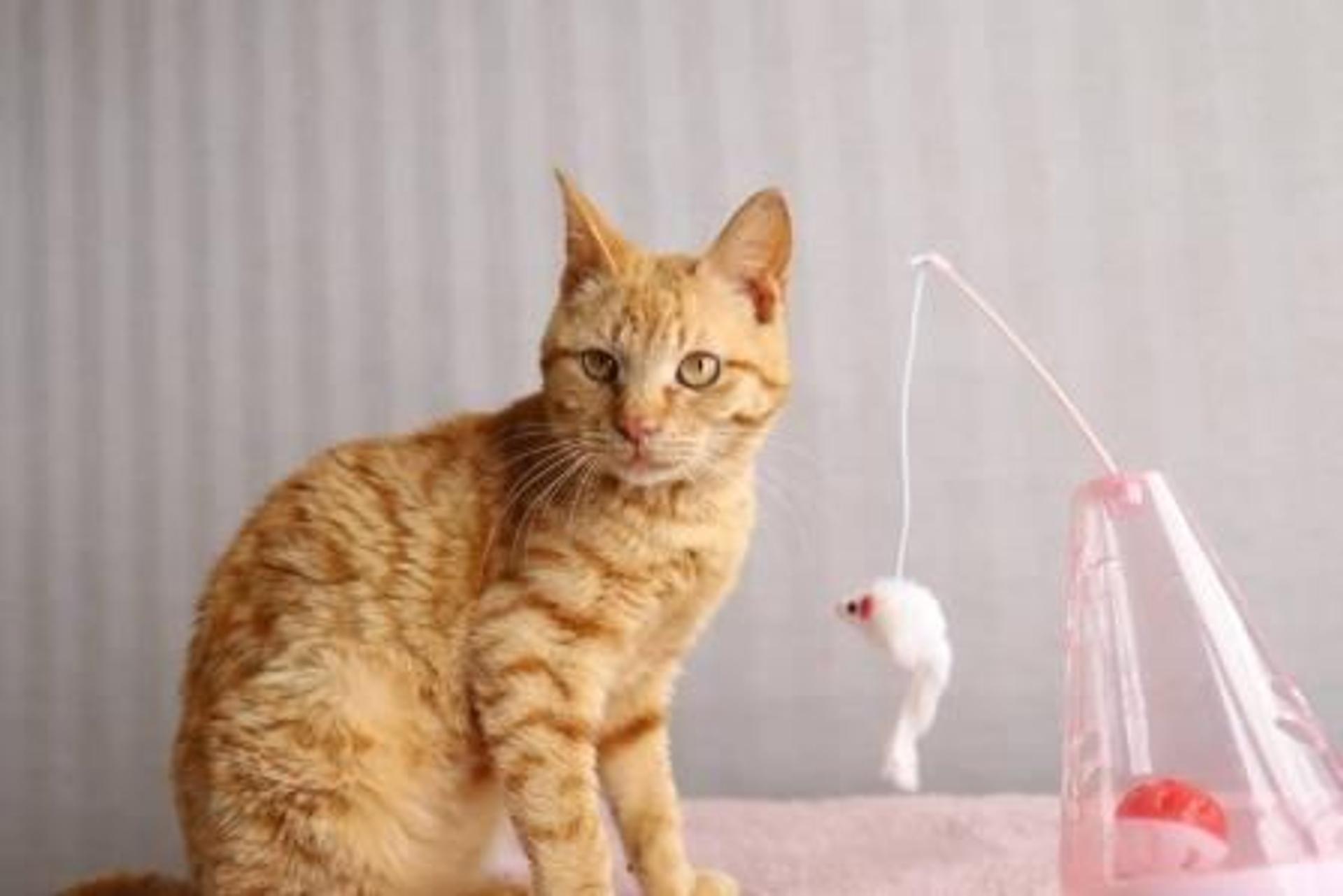pet-image-5