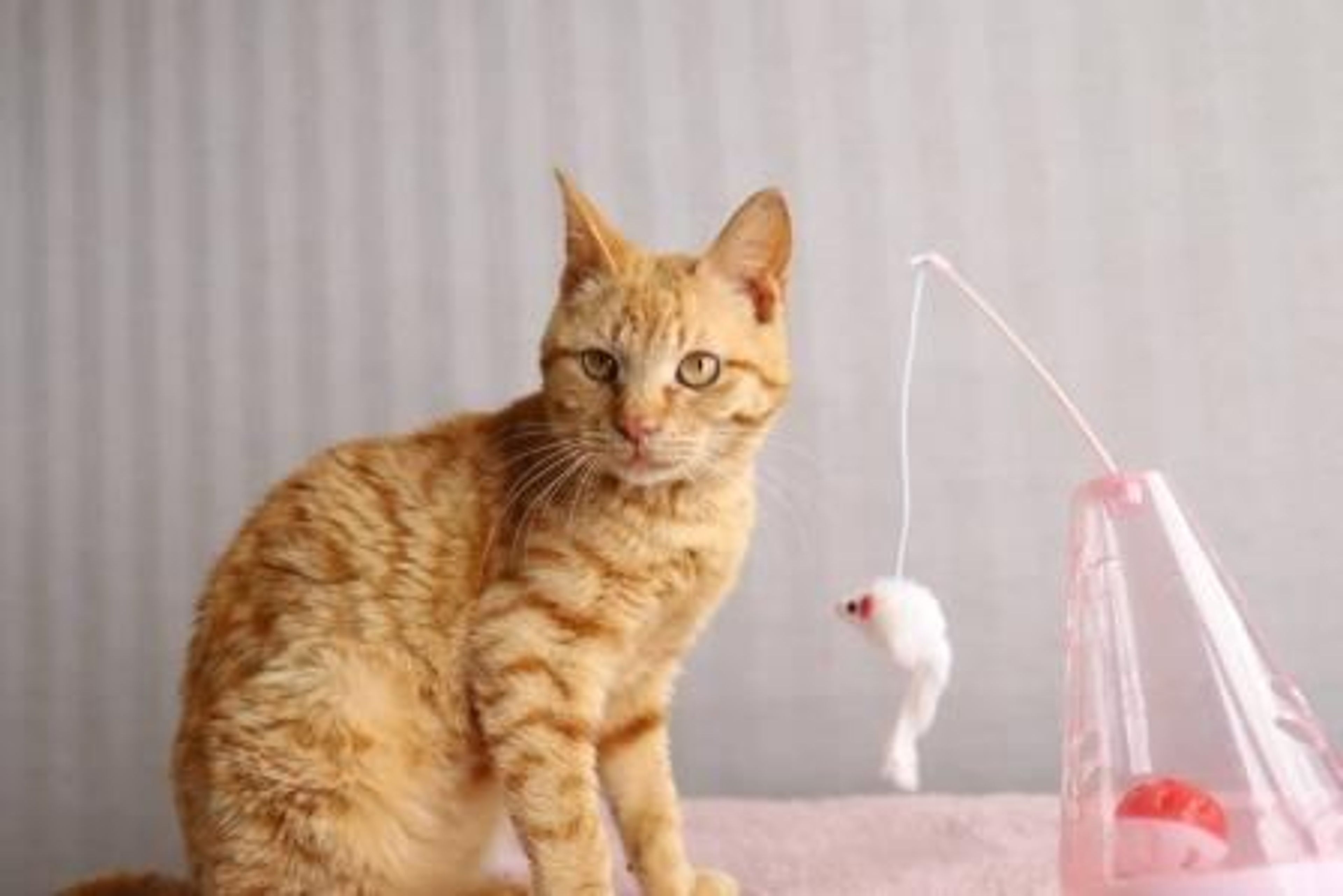 pet-image-5