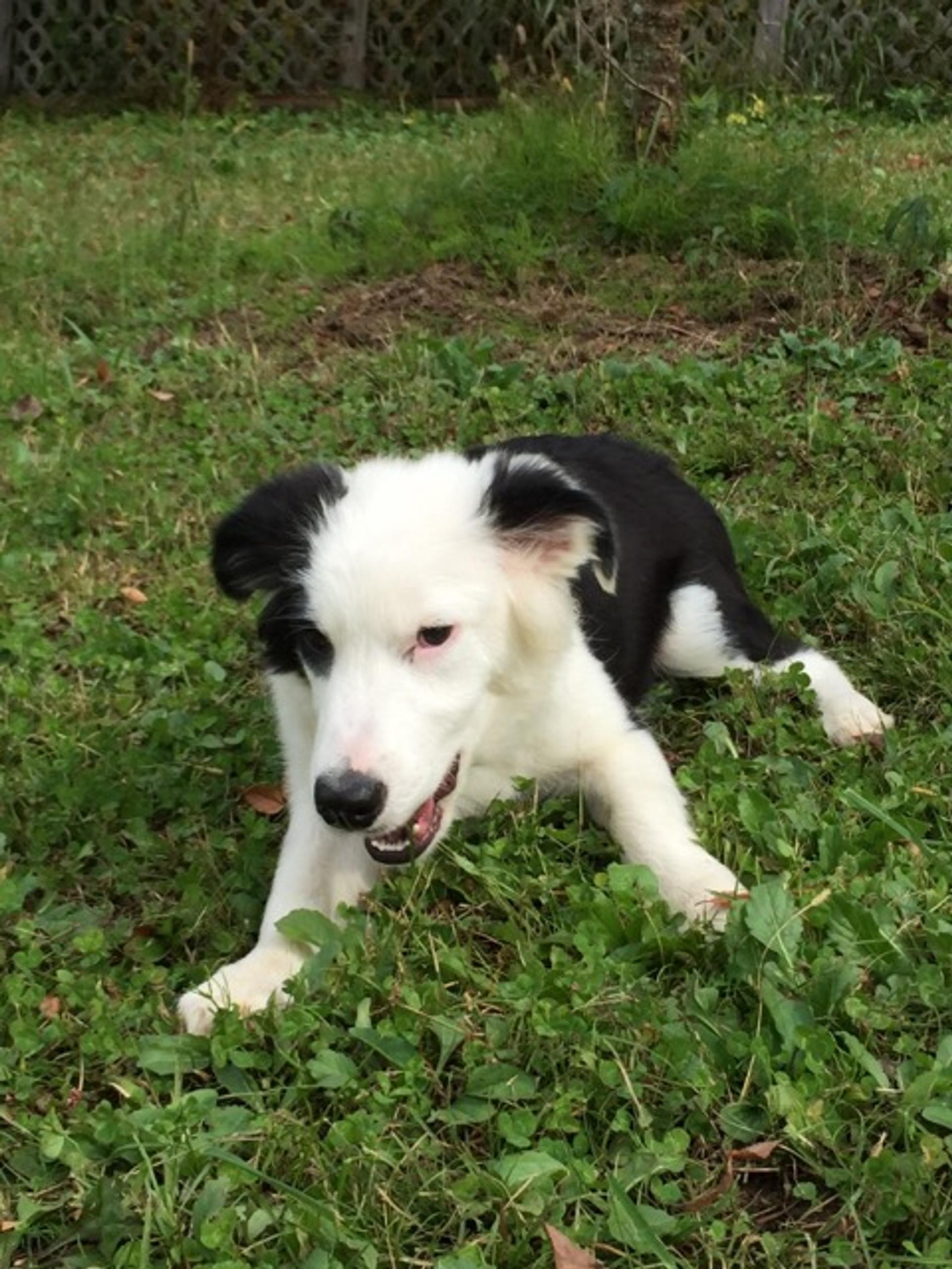 pet-image-3