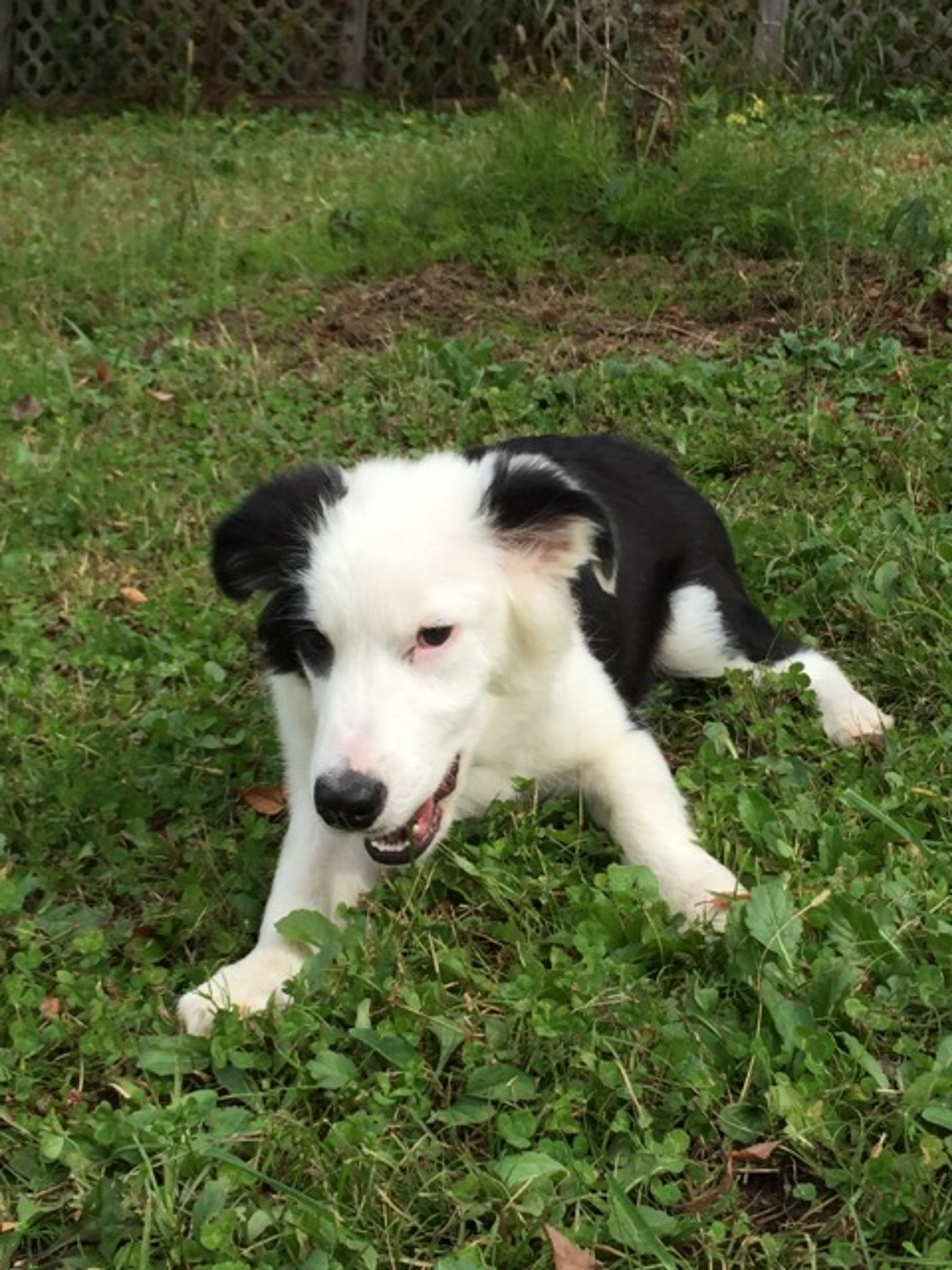 pet-image-3