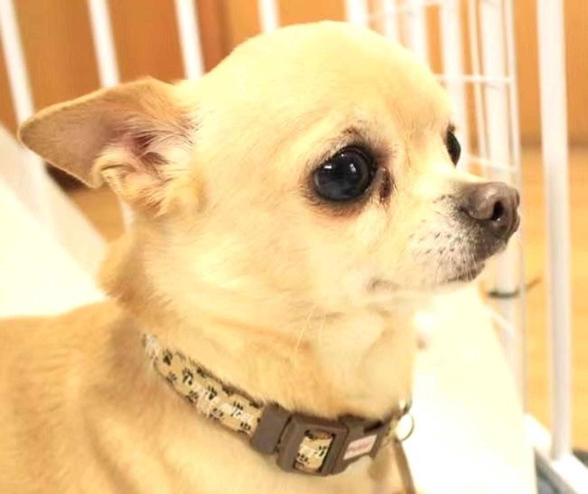 pet-image-2