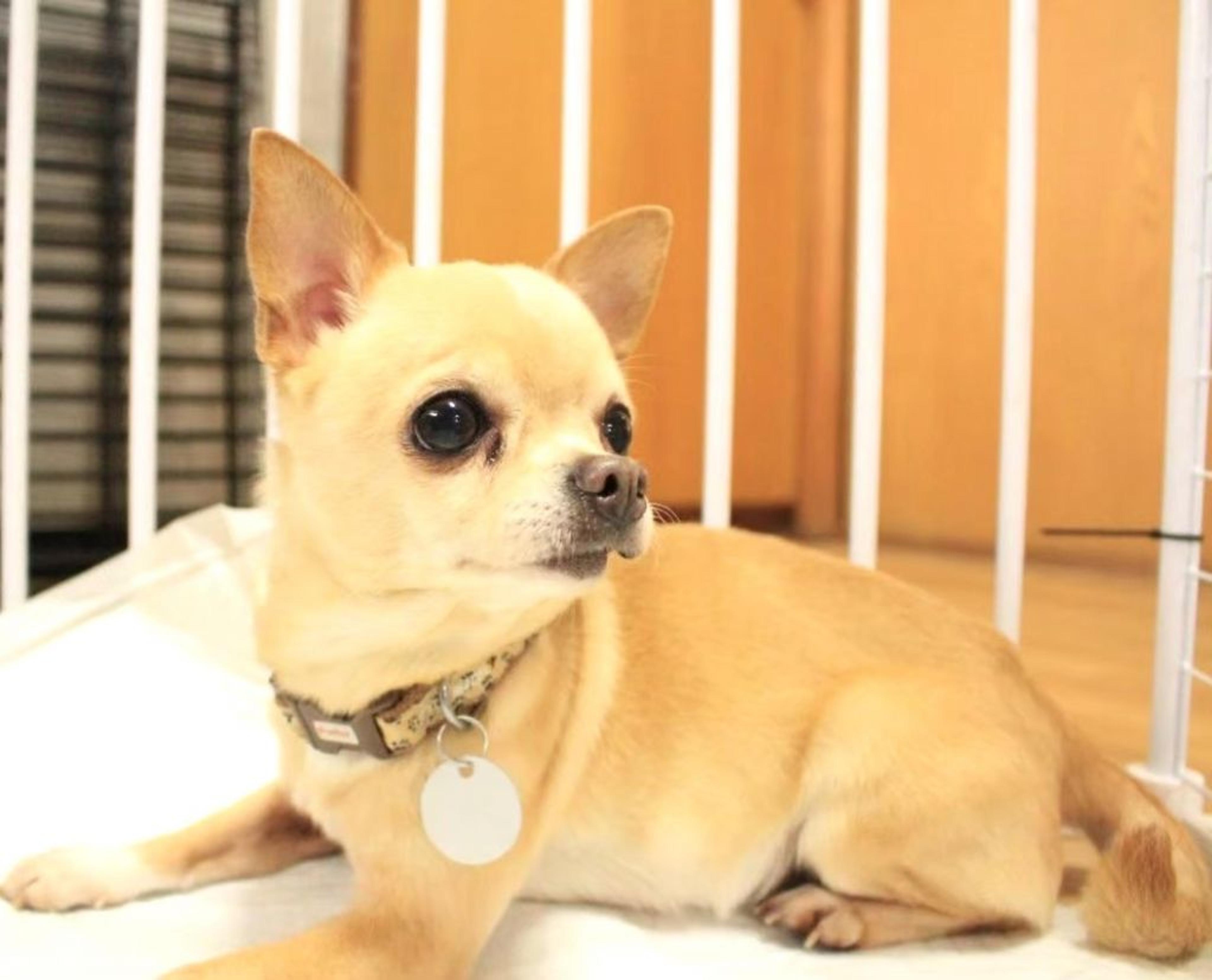 pet-image-3