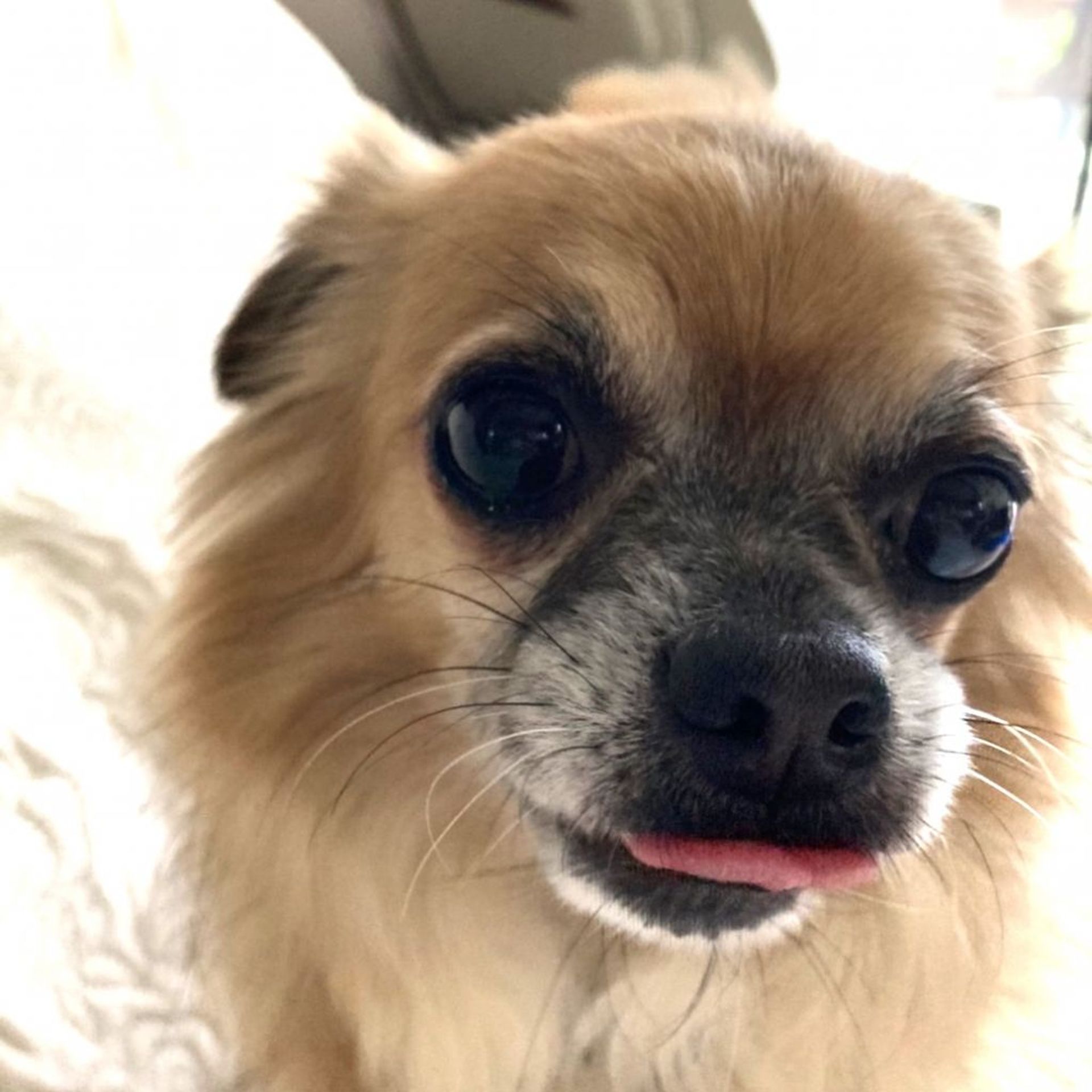 雑種（ミックス犬）・メスの里親募集の写真