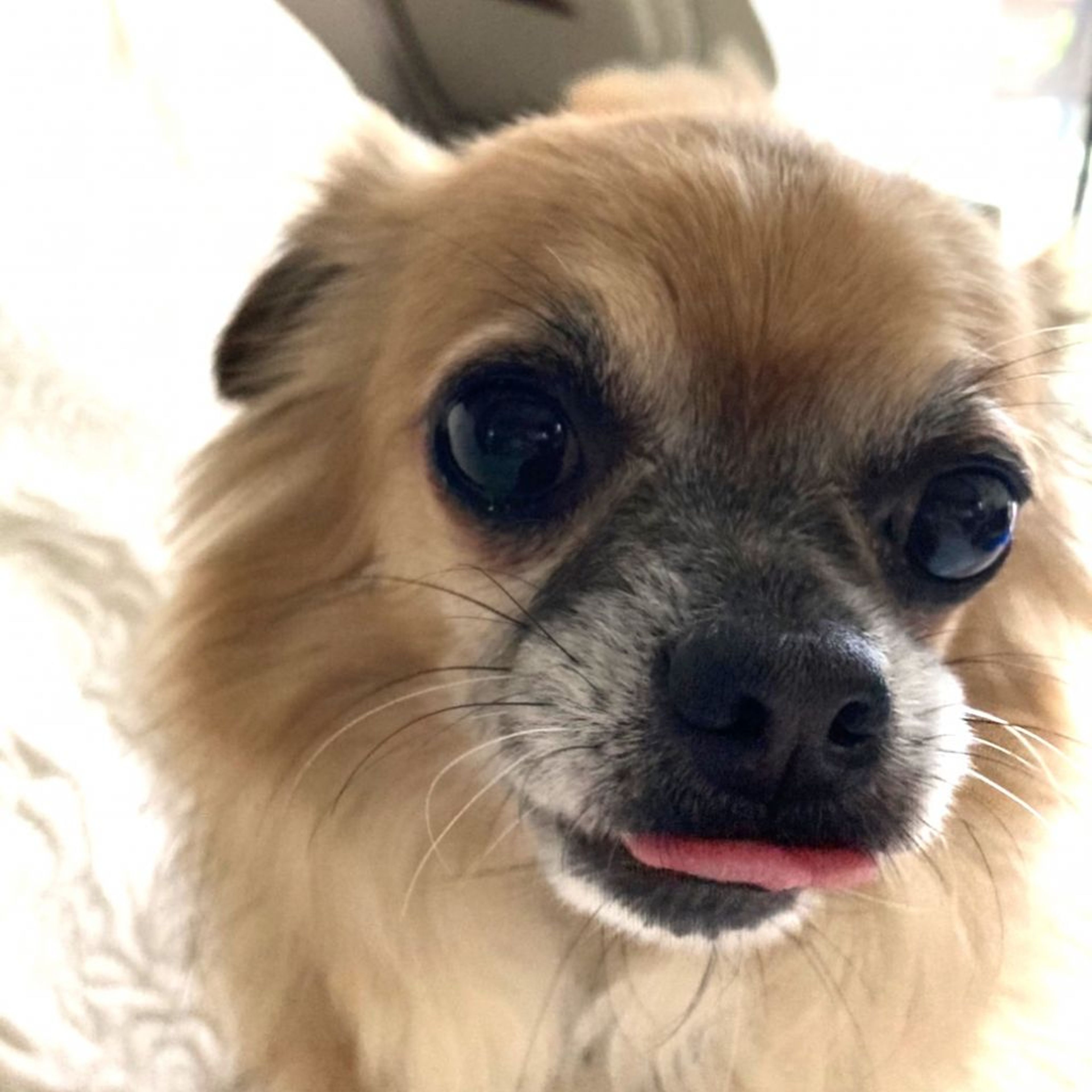 雑種（ミックス犬）・メスの里親募集の写真