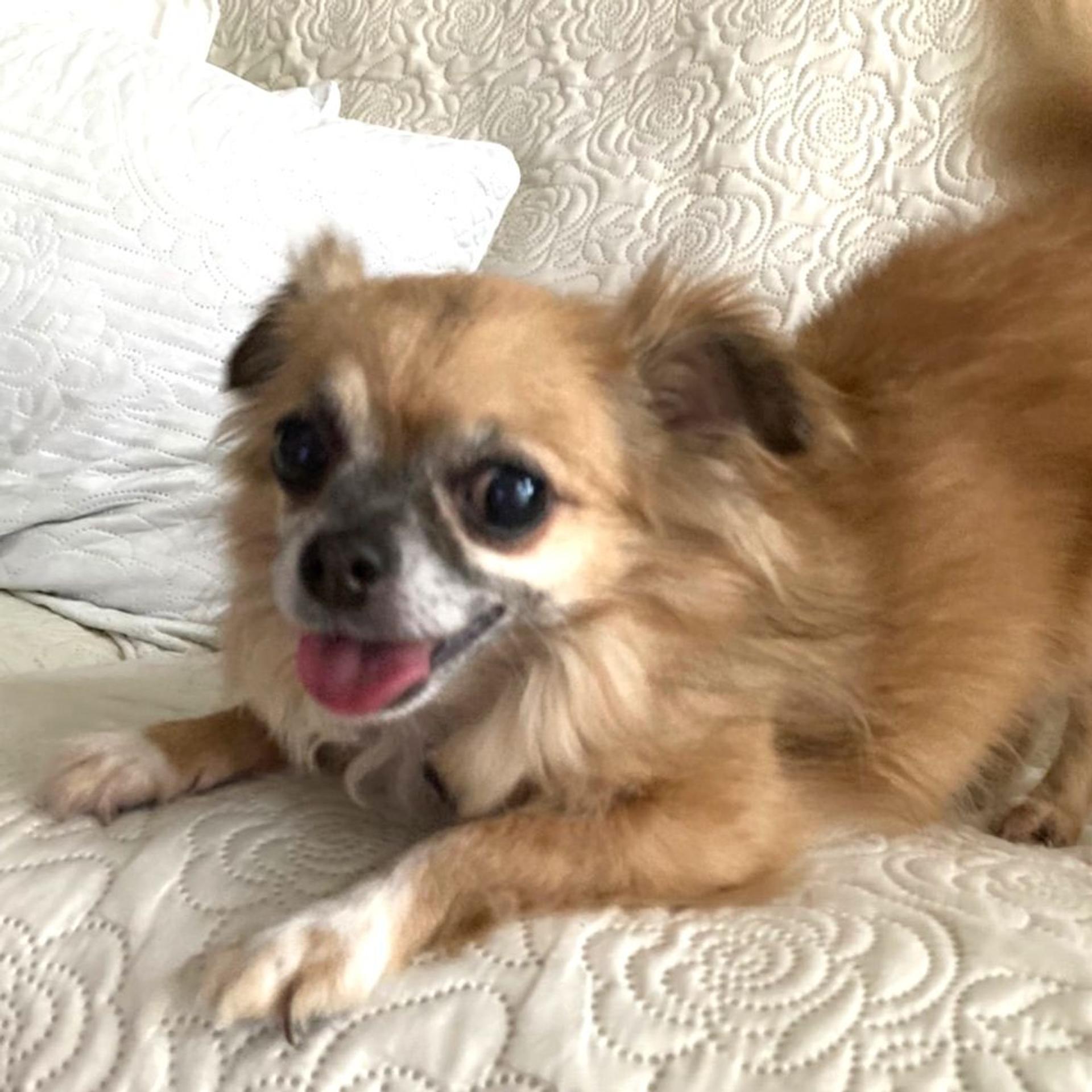 pet-image-2
