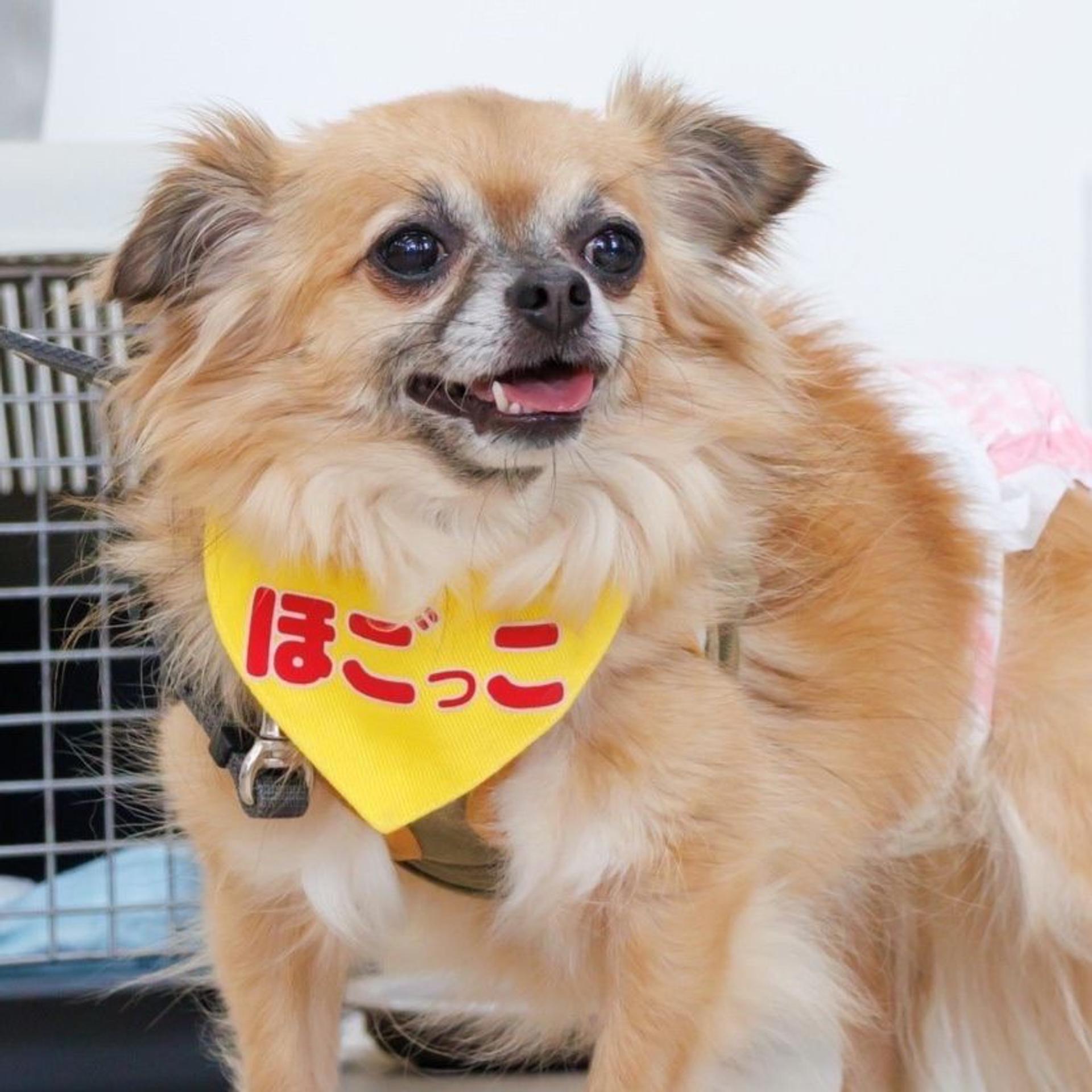 pet-image-3