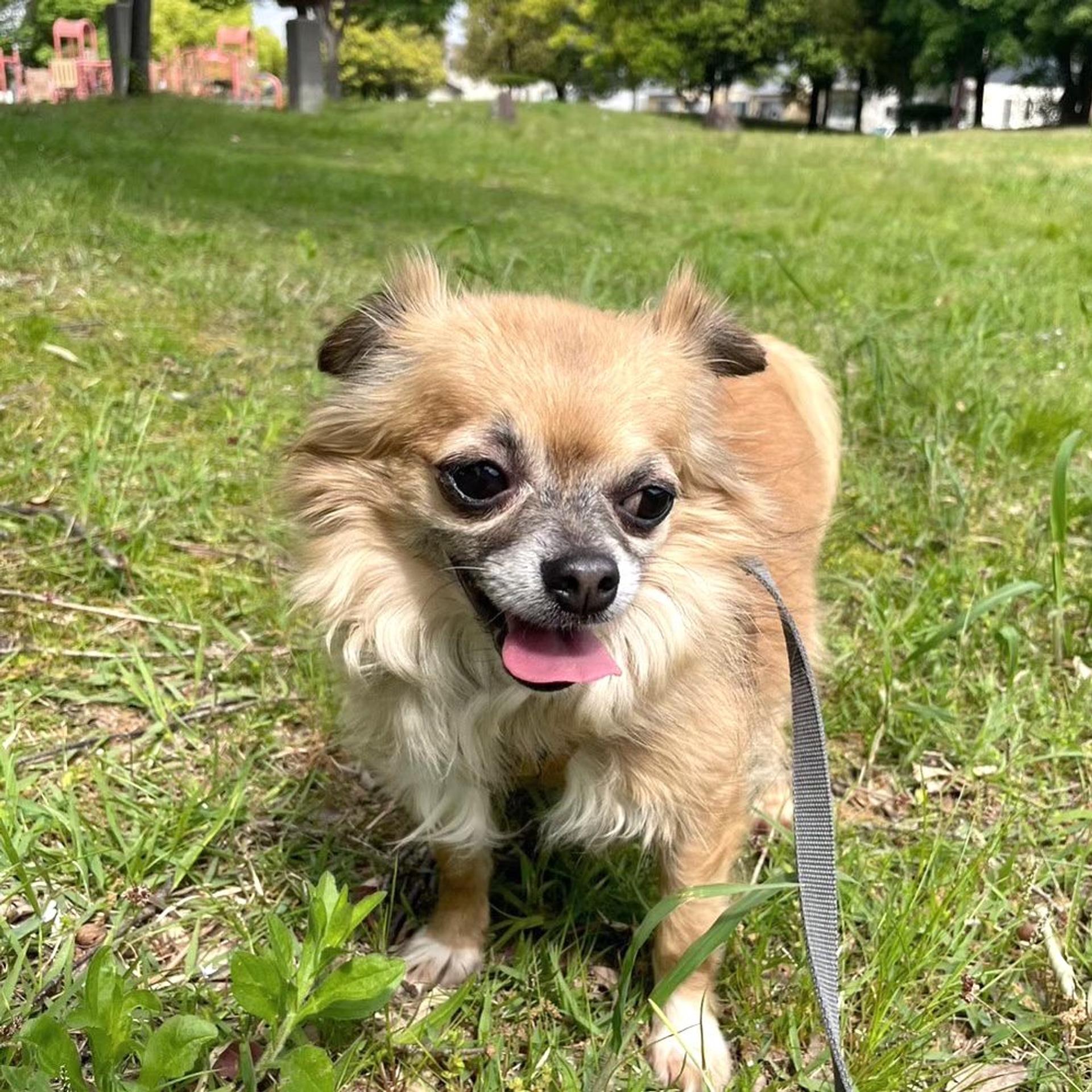 pet-image-4