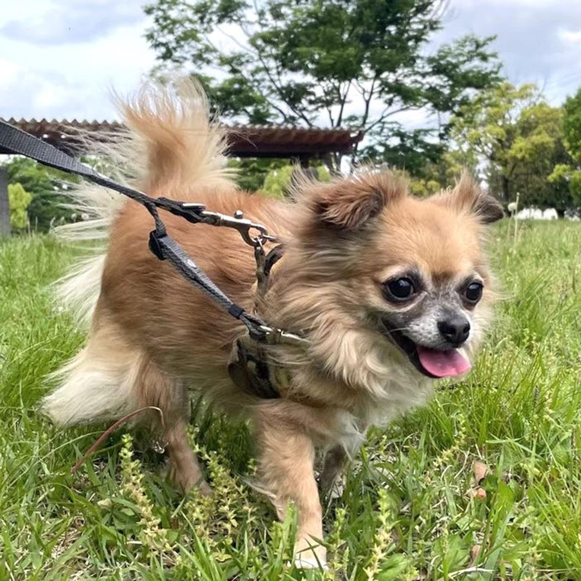 pet-image-5
