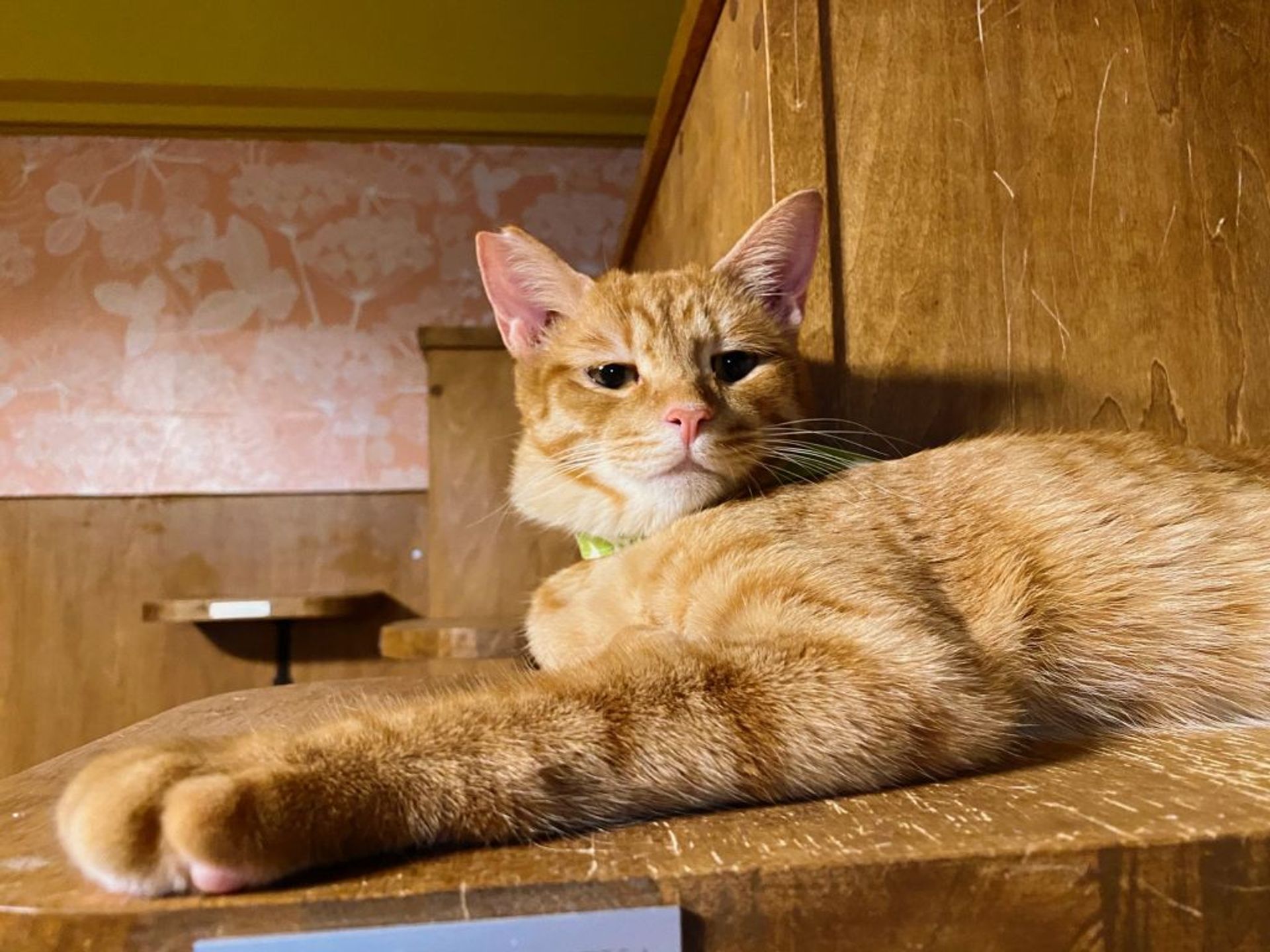 雑種（ミックス猫）・オスの里親募集の写真
