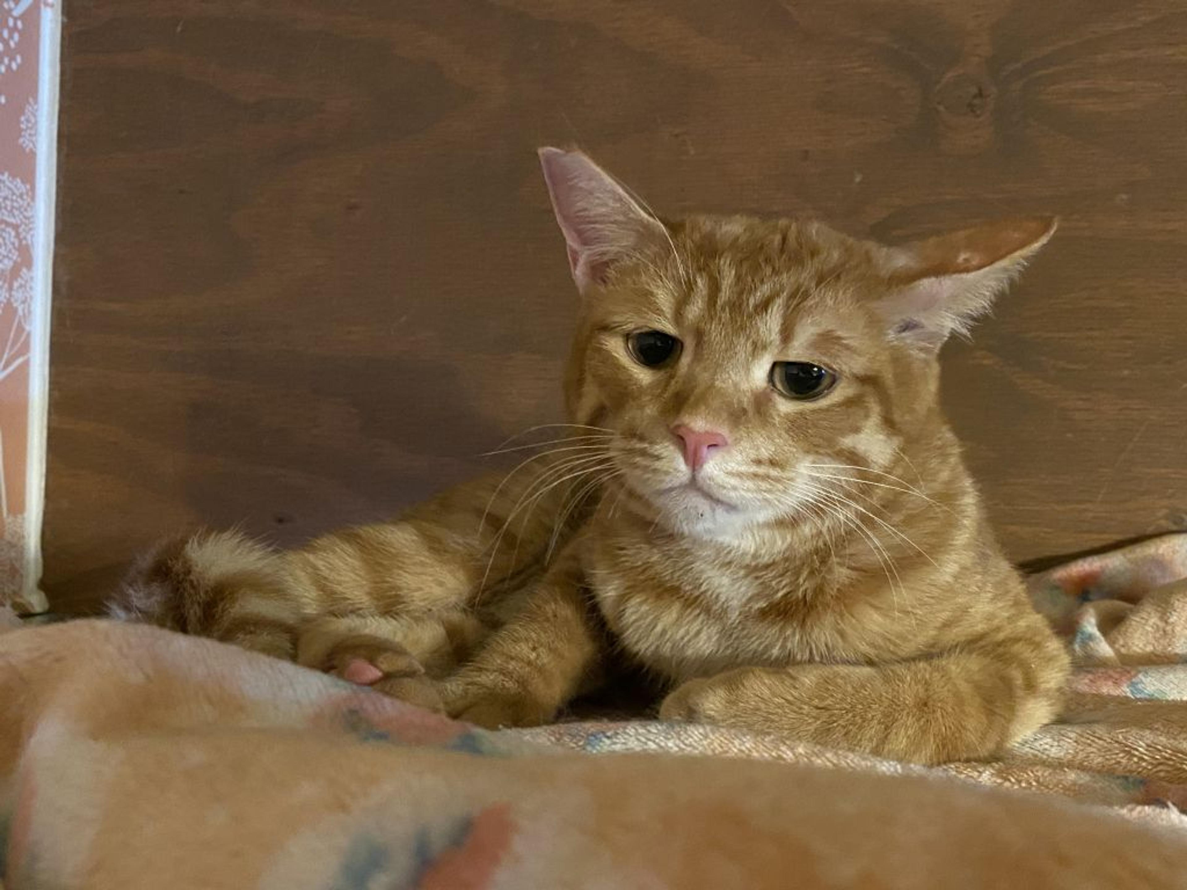pet-image-2