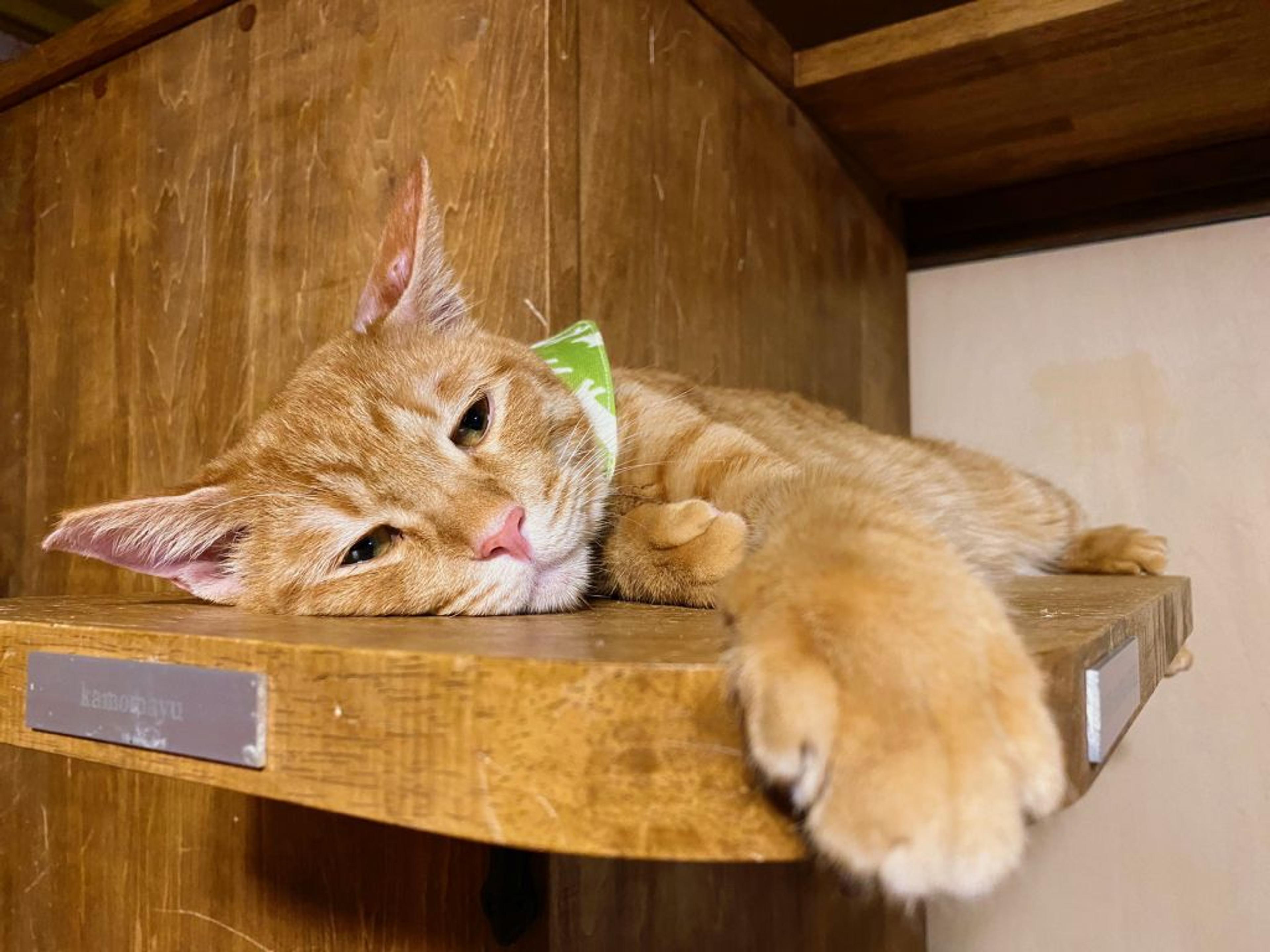 pet-image-3