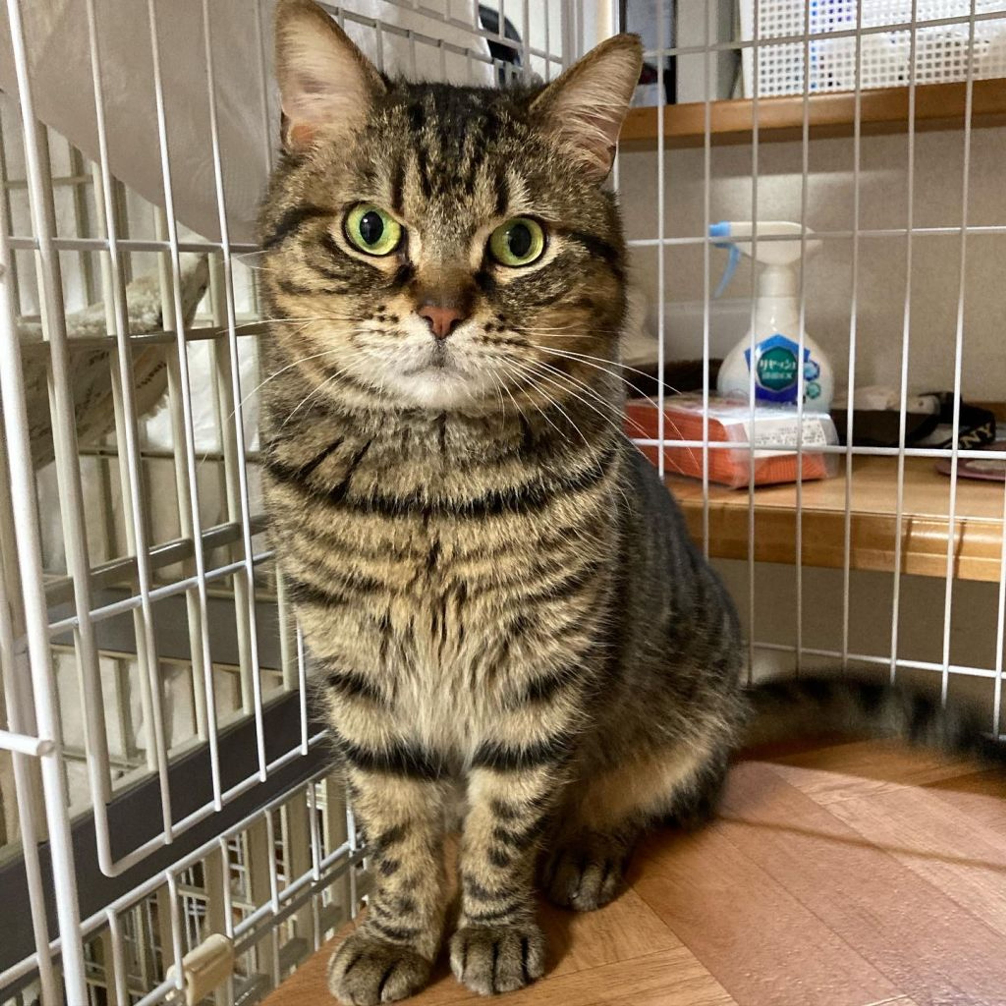 雑種（ミックス猫）・オスの里親募集の写真