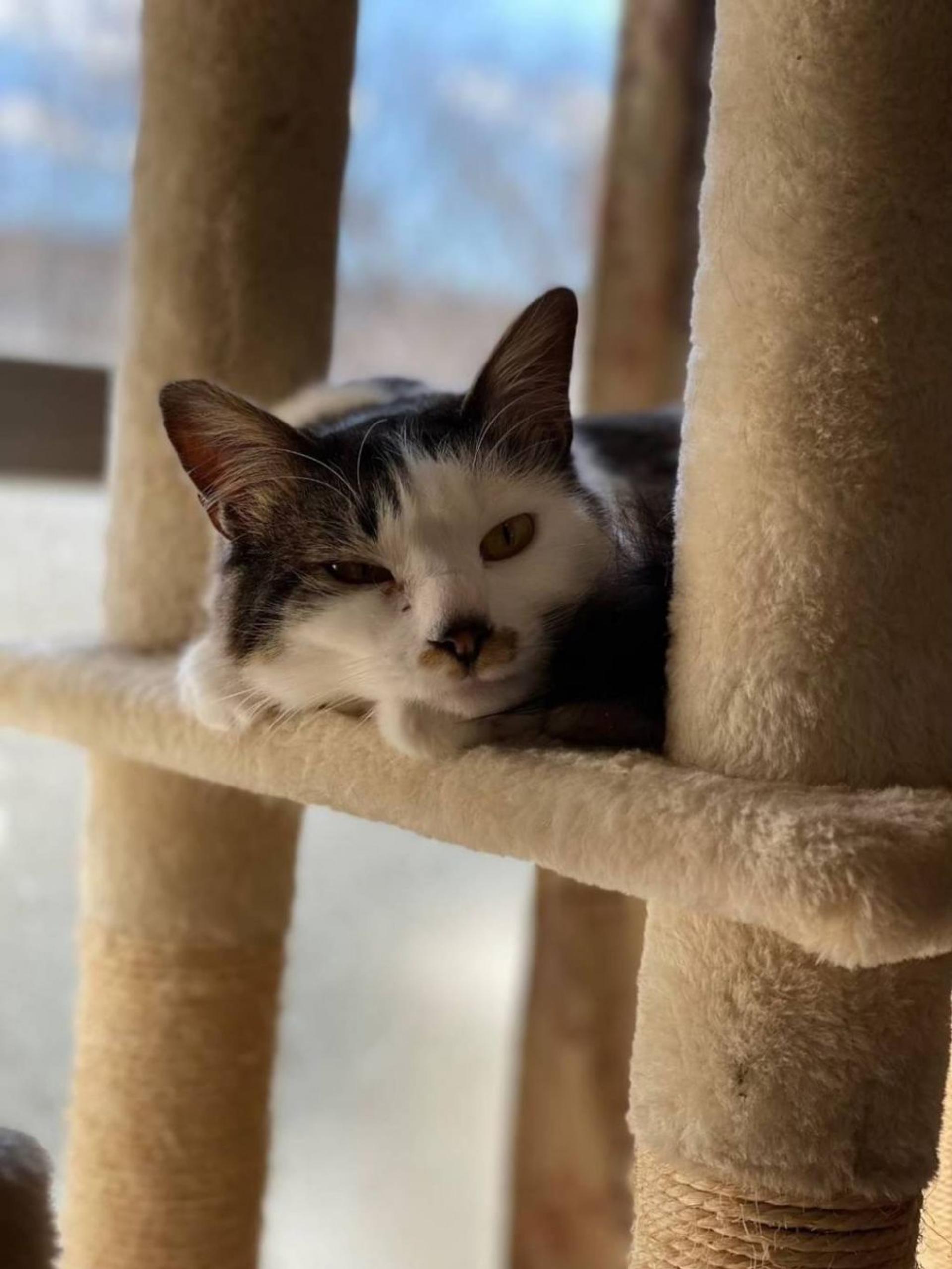 pet-image-9
