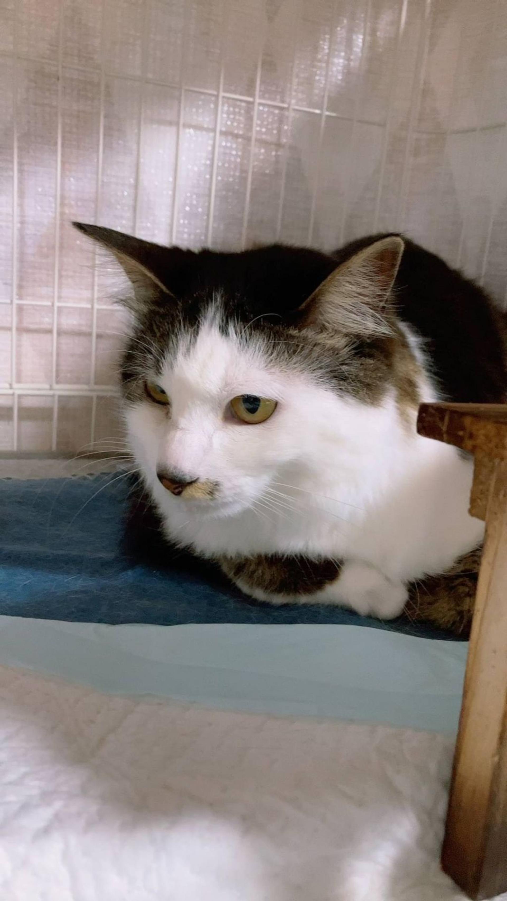pet-image-2