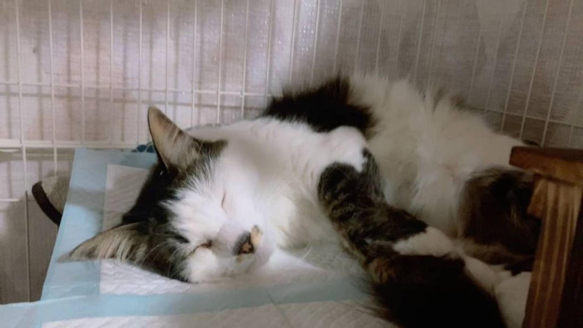 pet-image-4