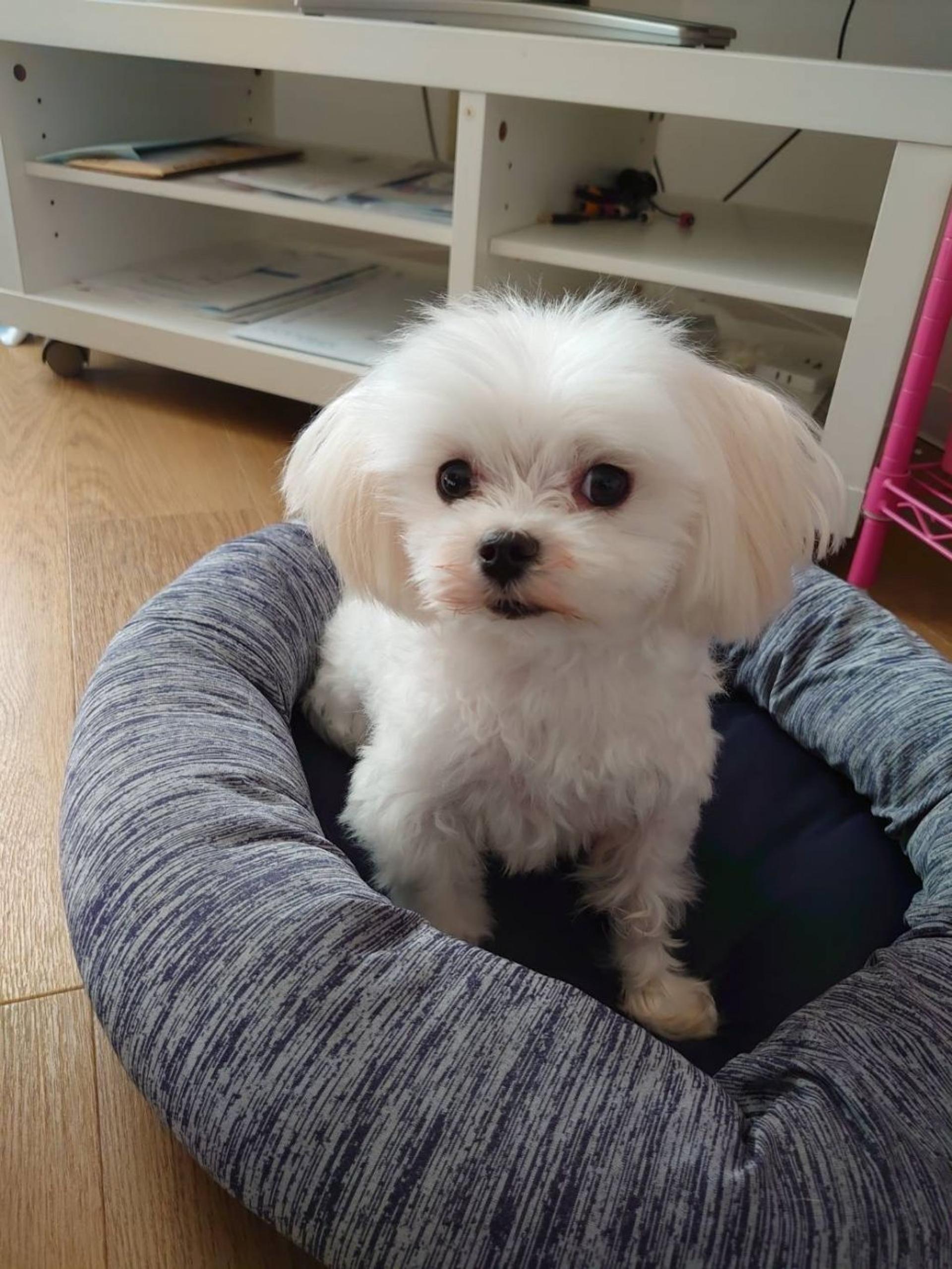 pet-image-2