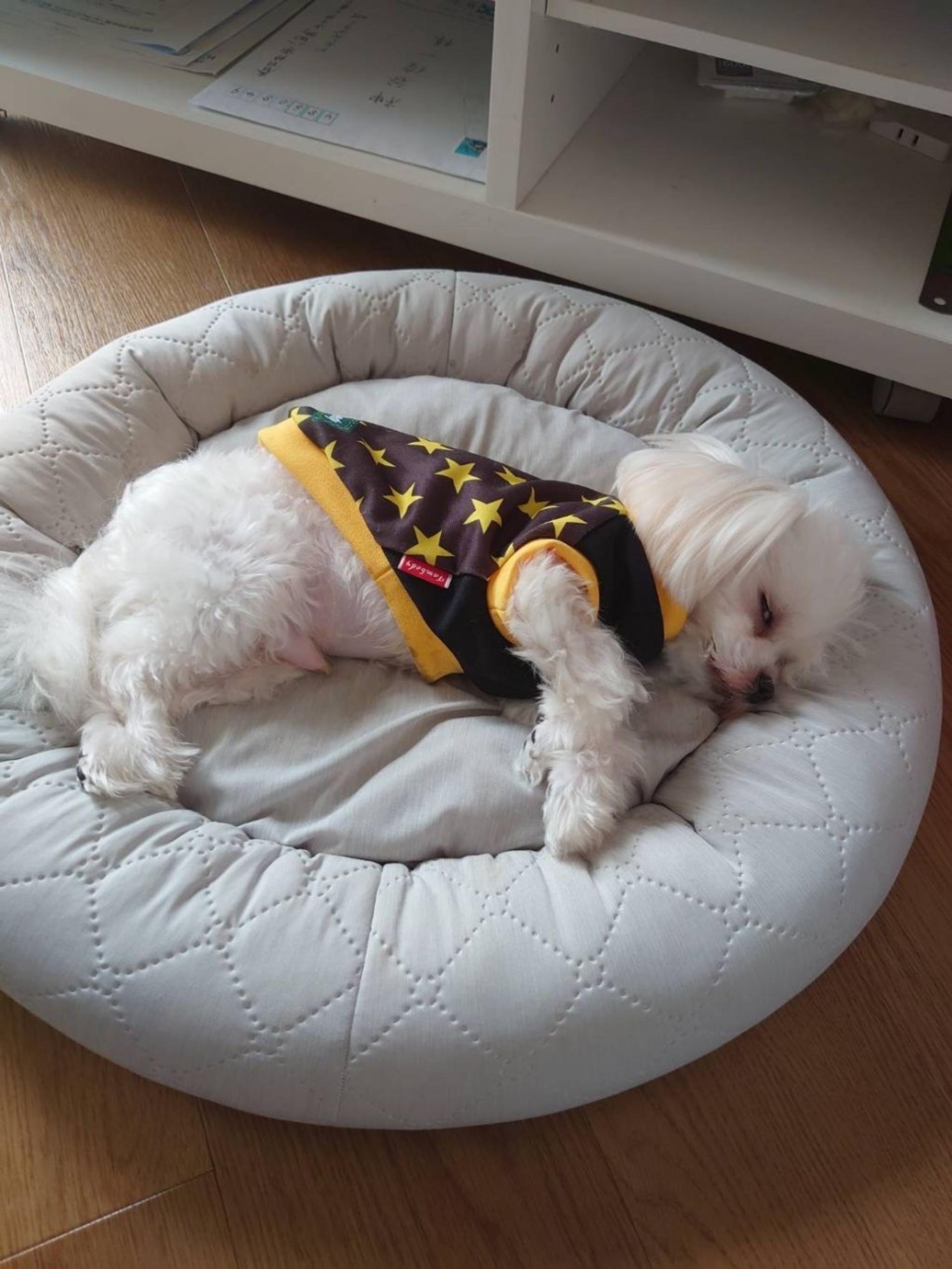 pet-image-3