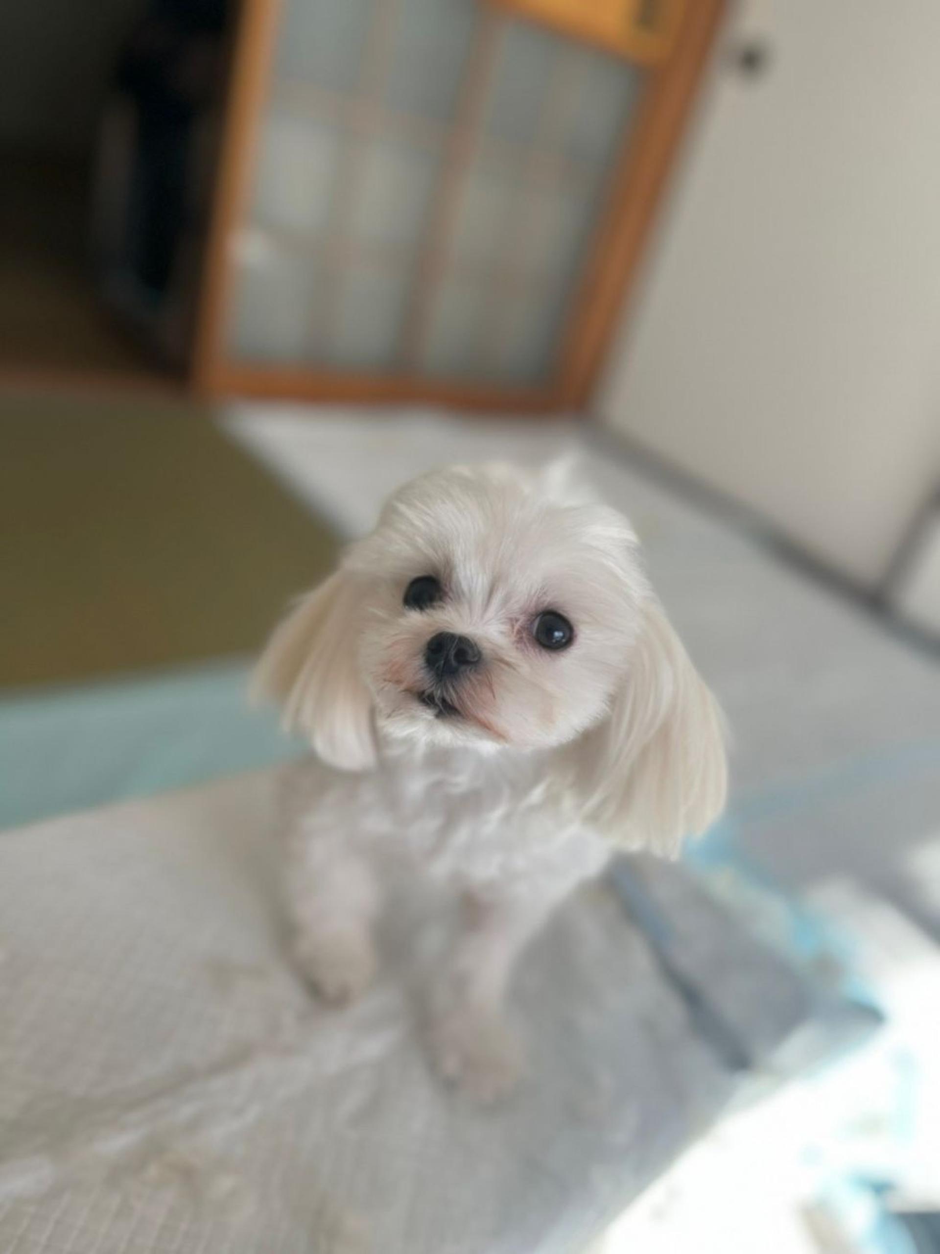 pet-image-4