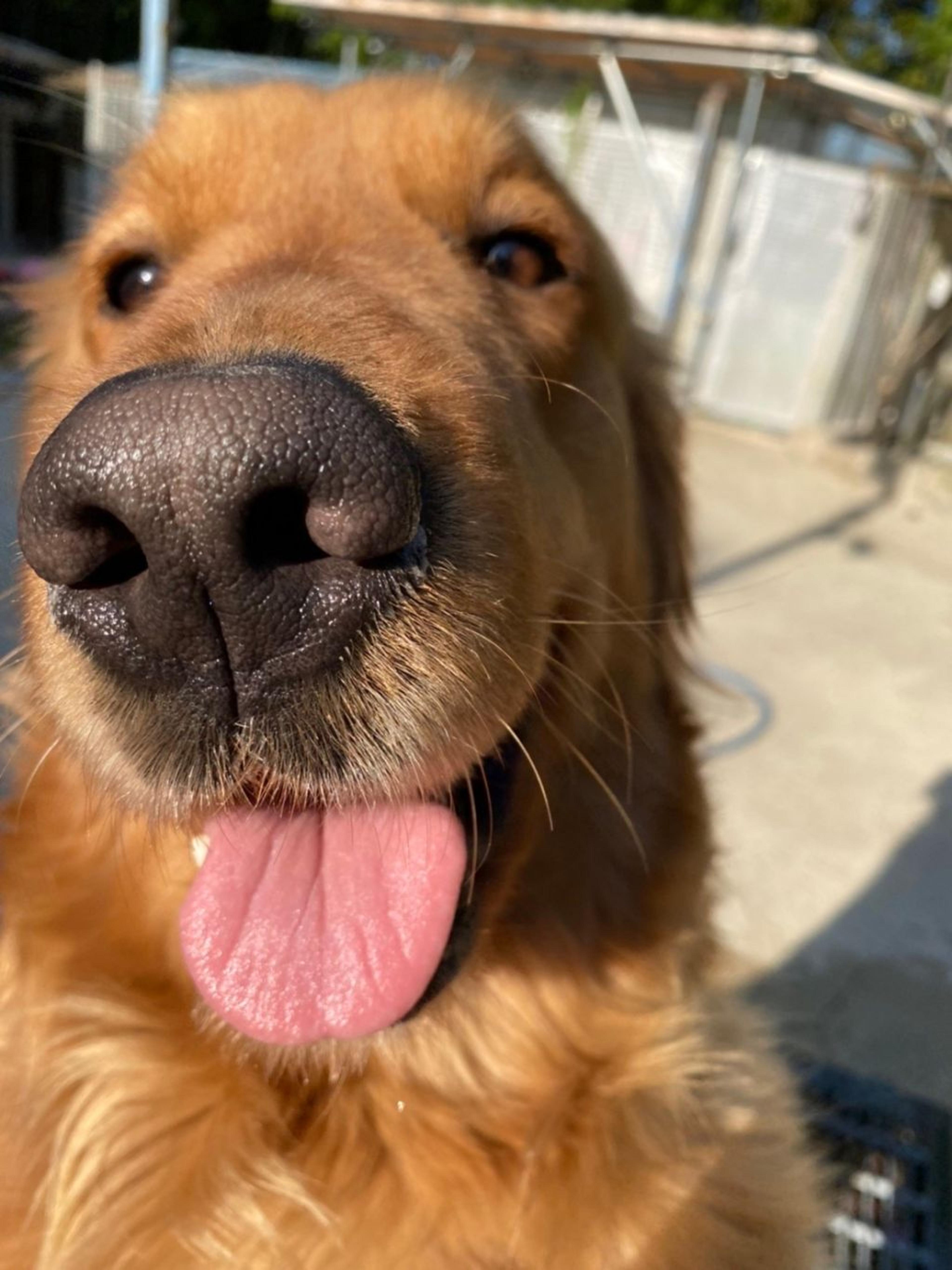 pet-image-3
