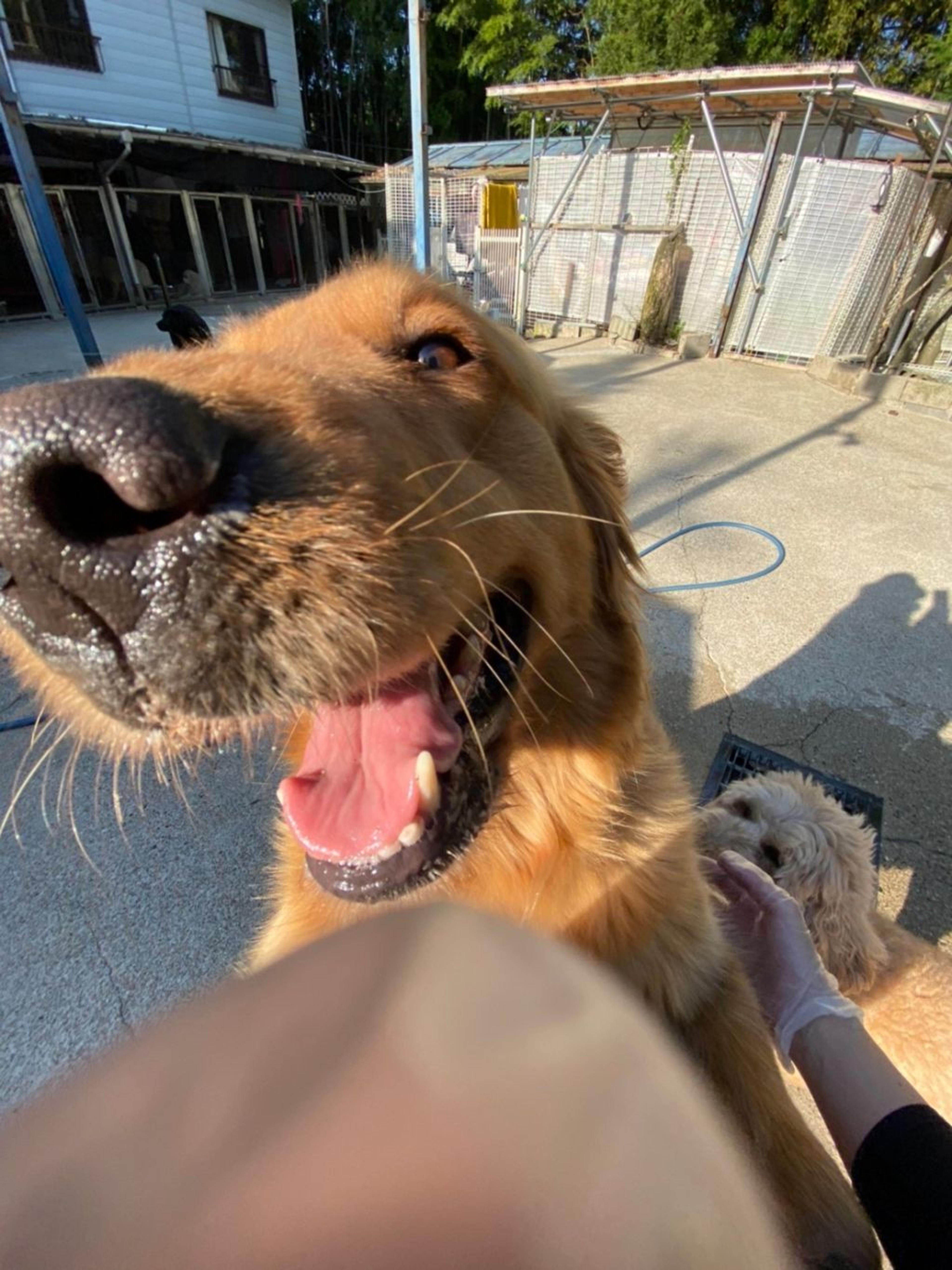 pet-image-5