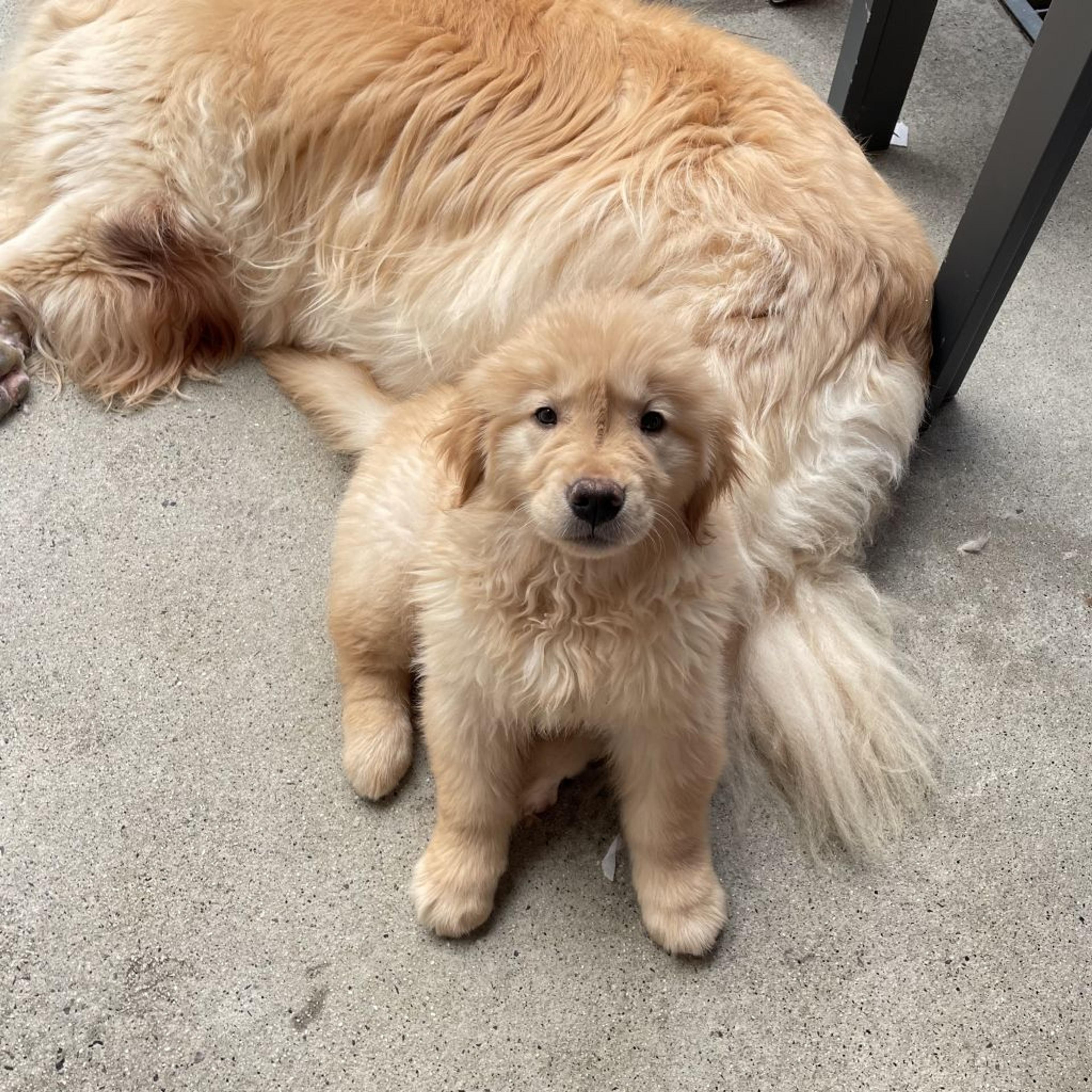 pet-image-2