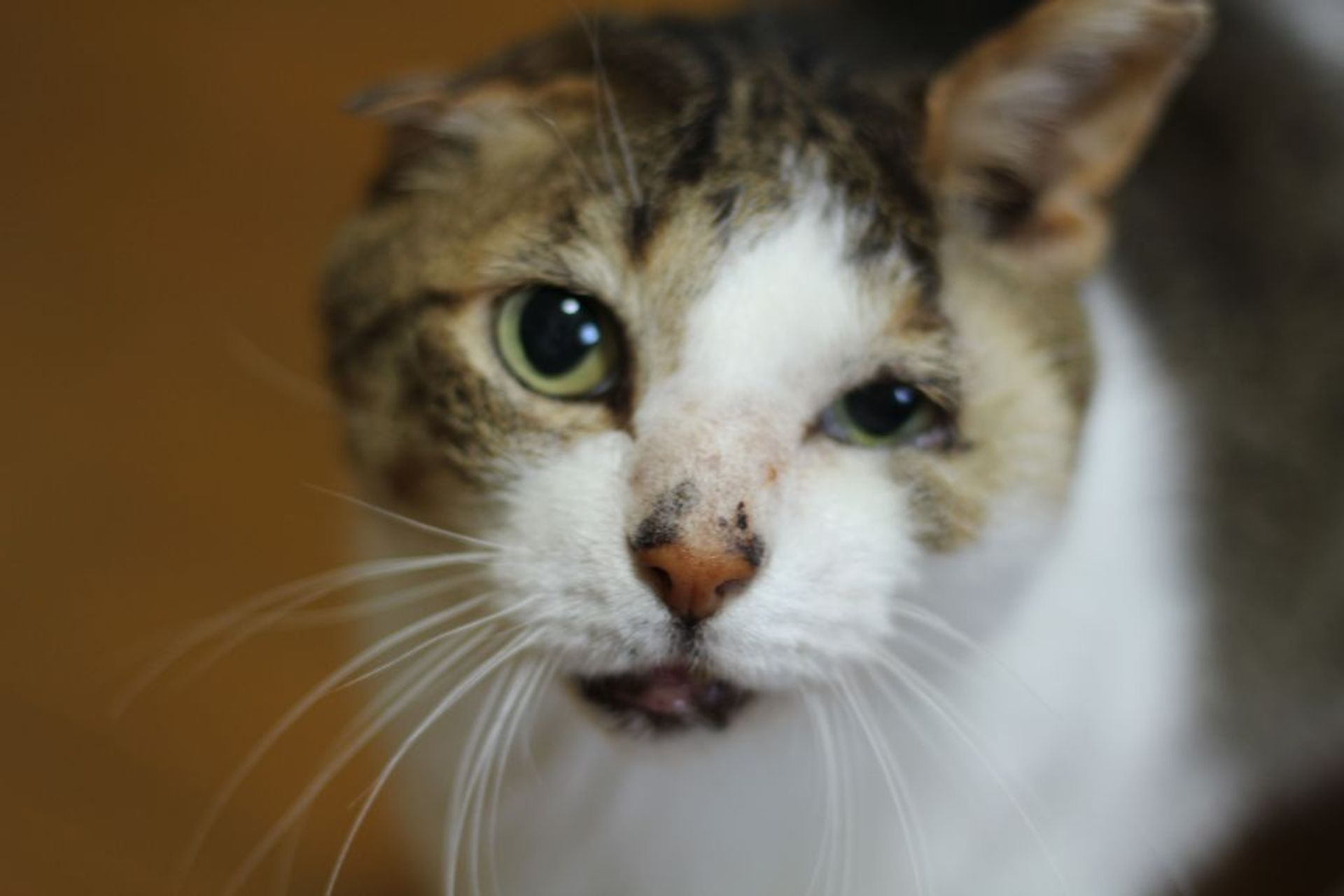 雑種（ミックス猫）・オスの里親募集の写真