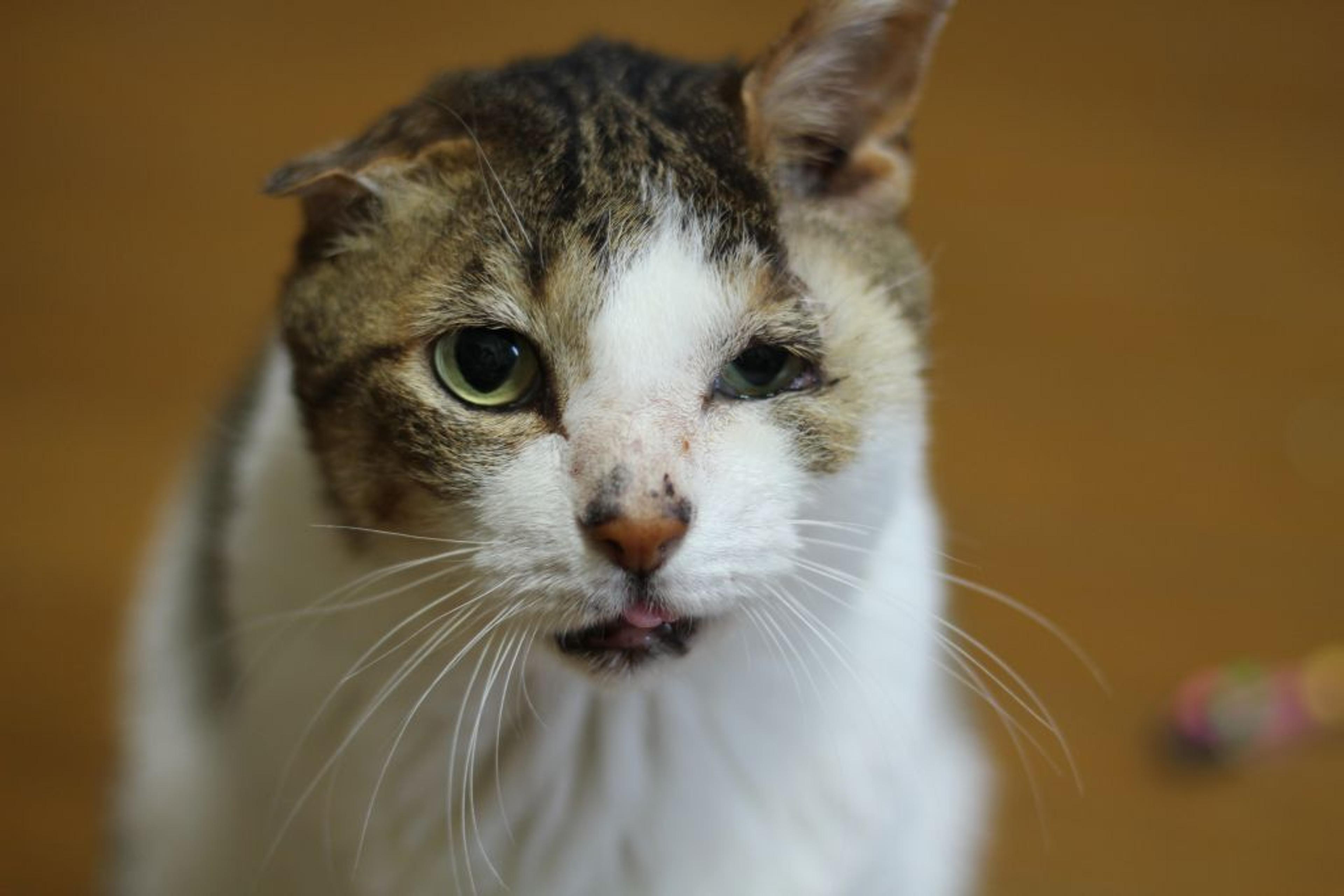 pet-image-2
