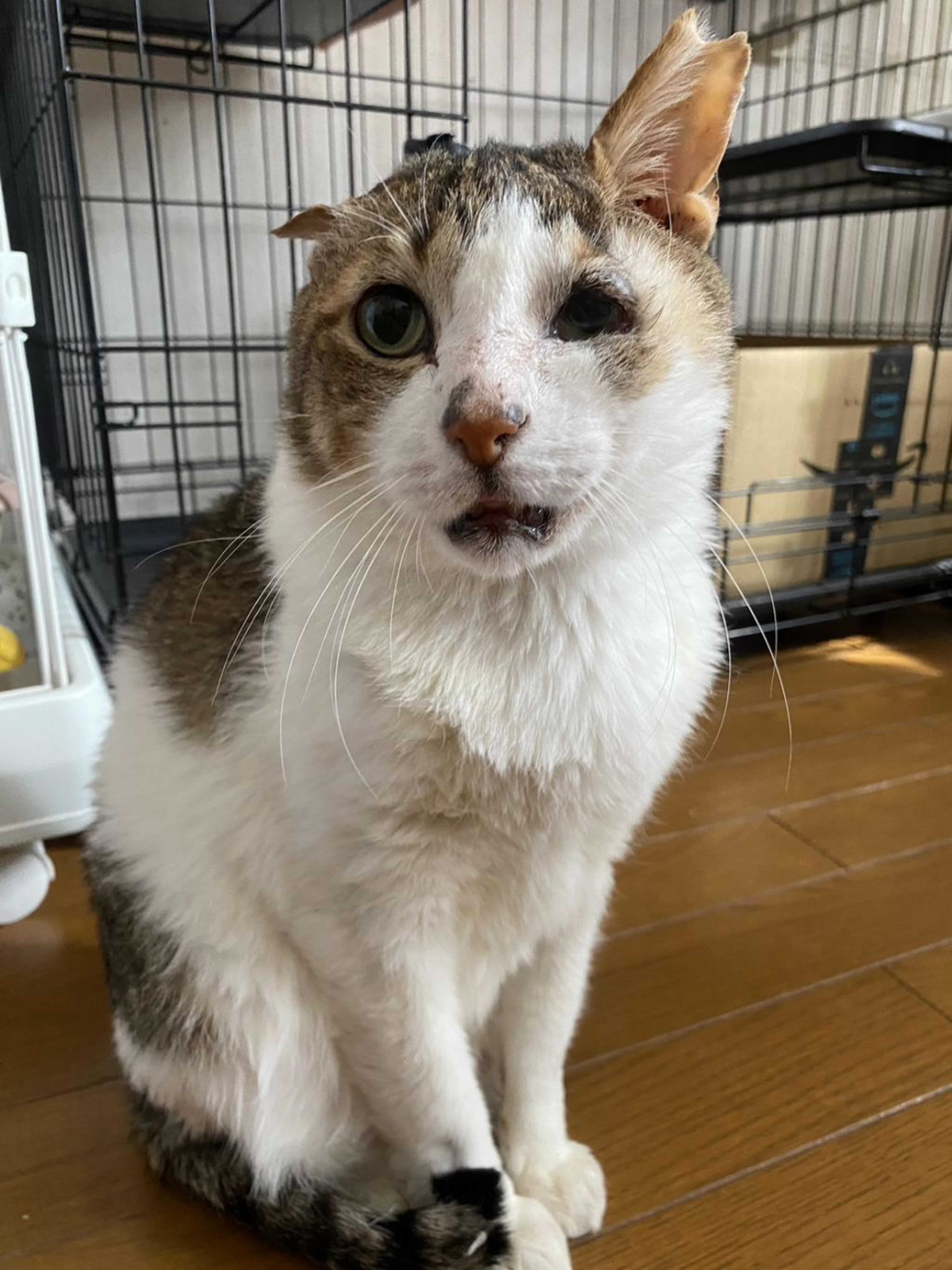 pet-image-4