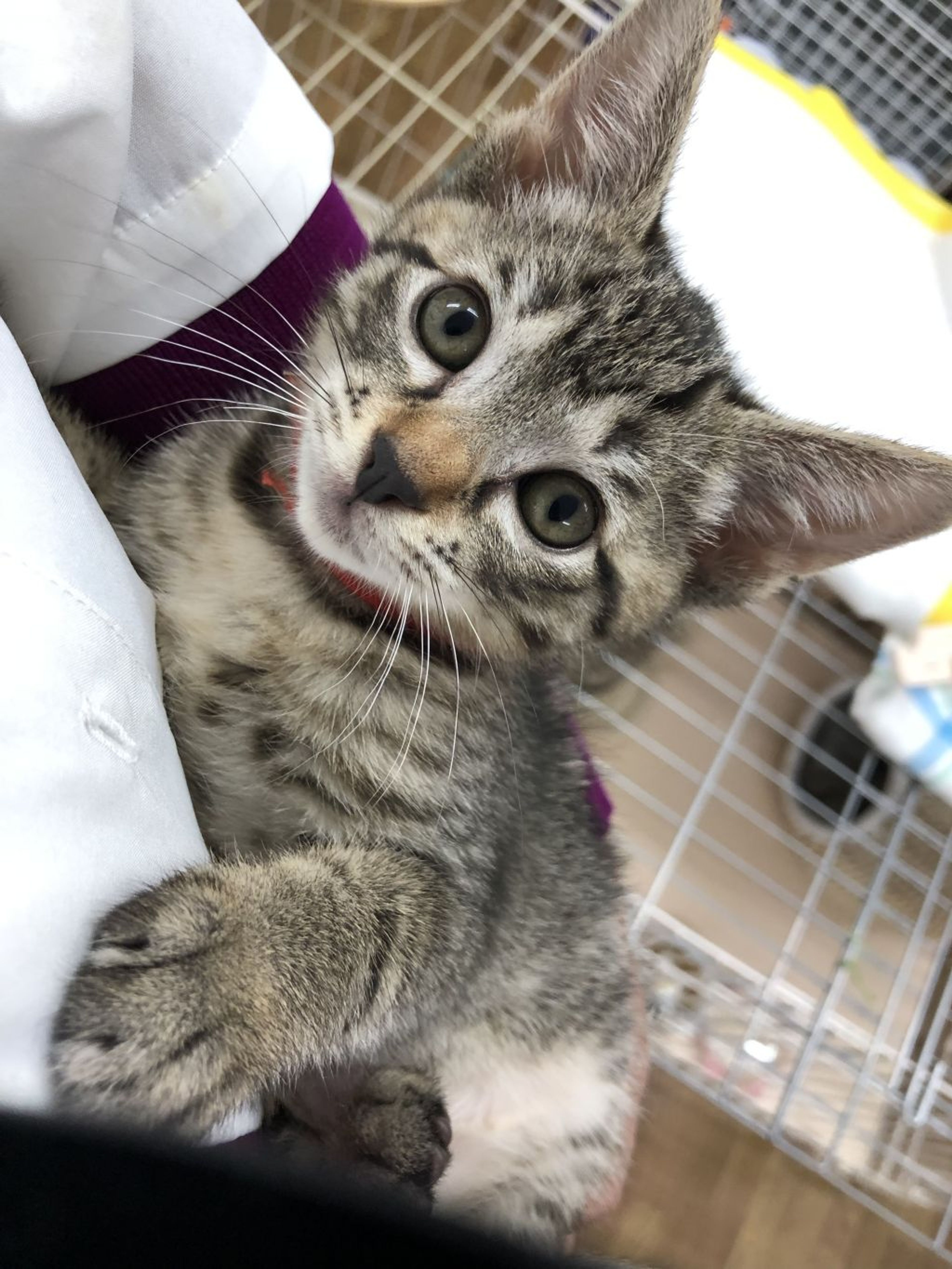 雑種（ミックス猫）・メスの里親募集の写真
