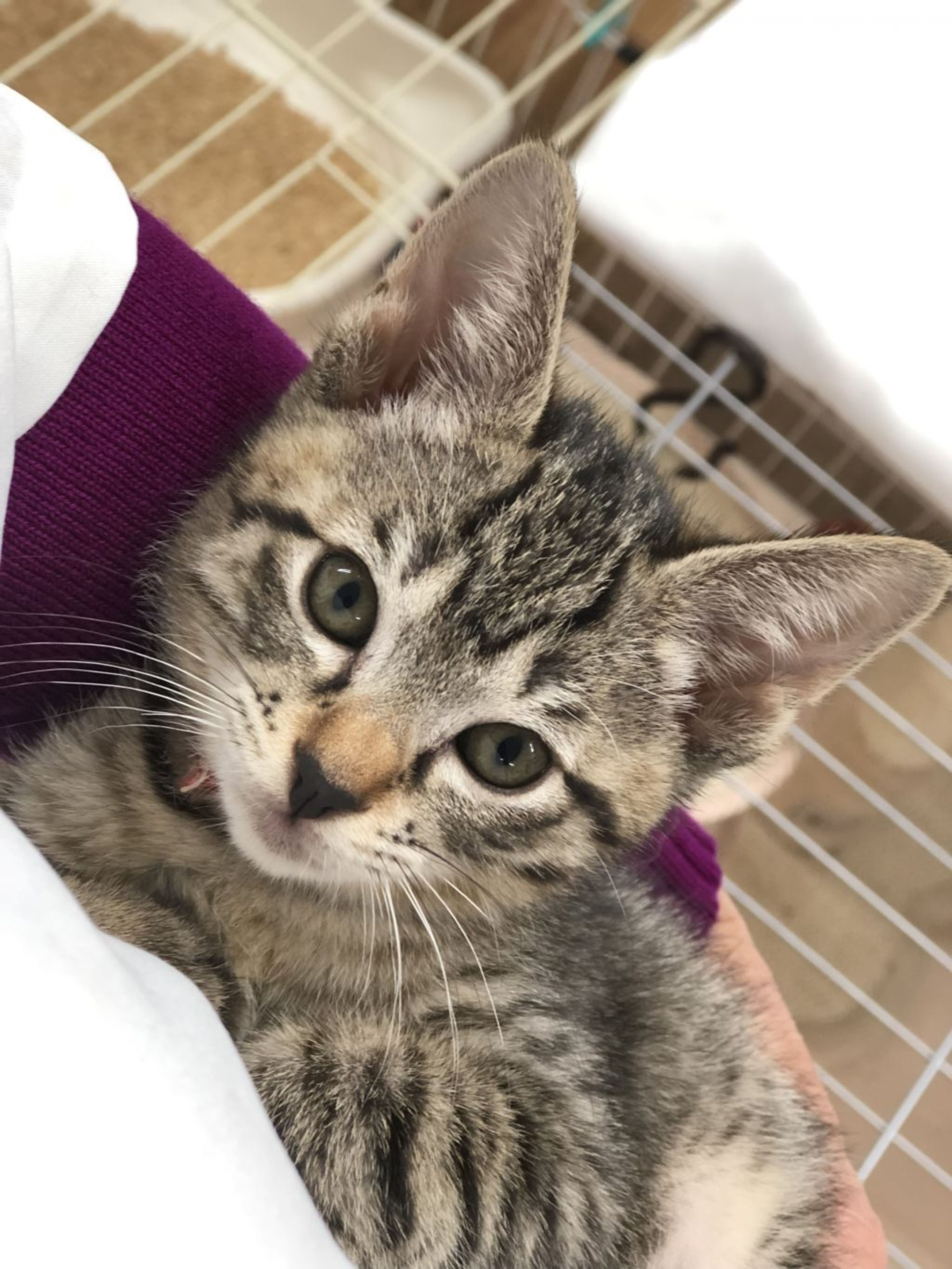 pet-image-2