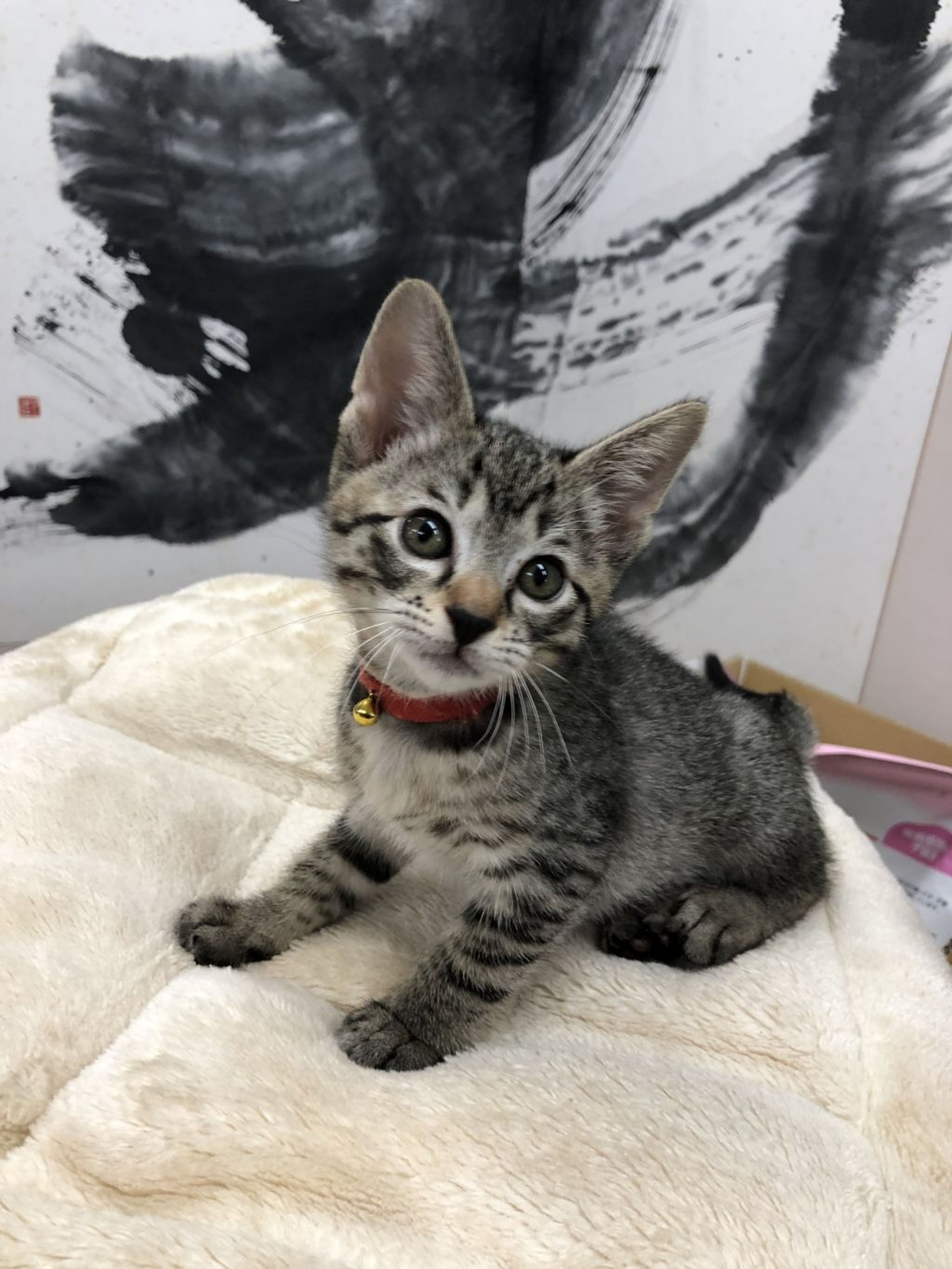 pet-image-4