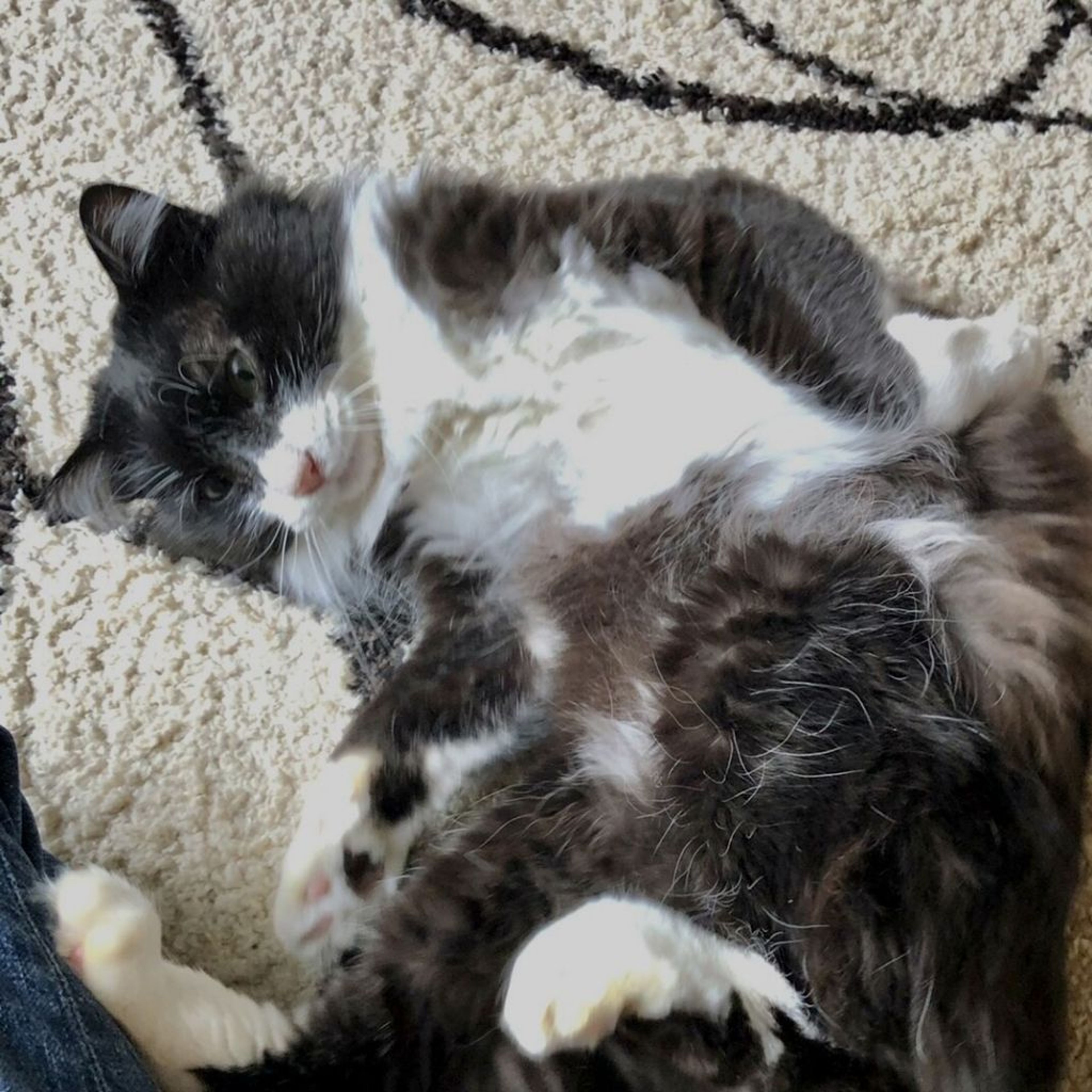 pet-image-4