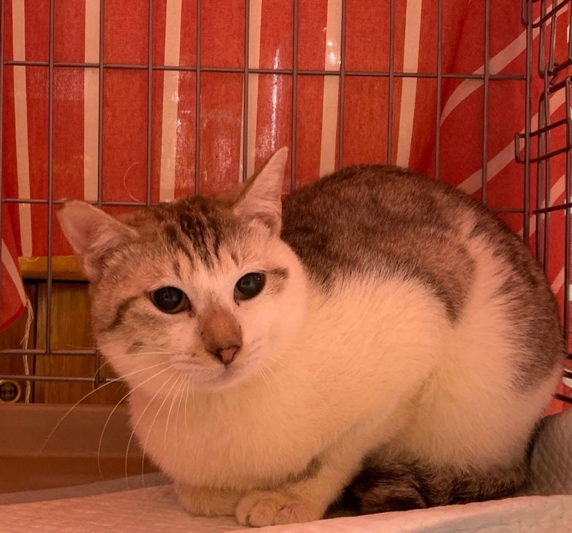 雑種（ミックス猫）・オスの里親募集の写真