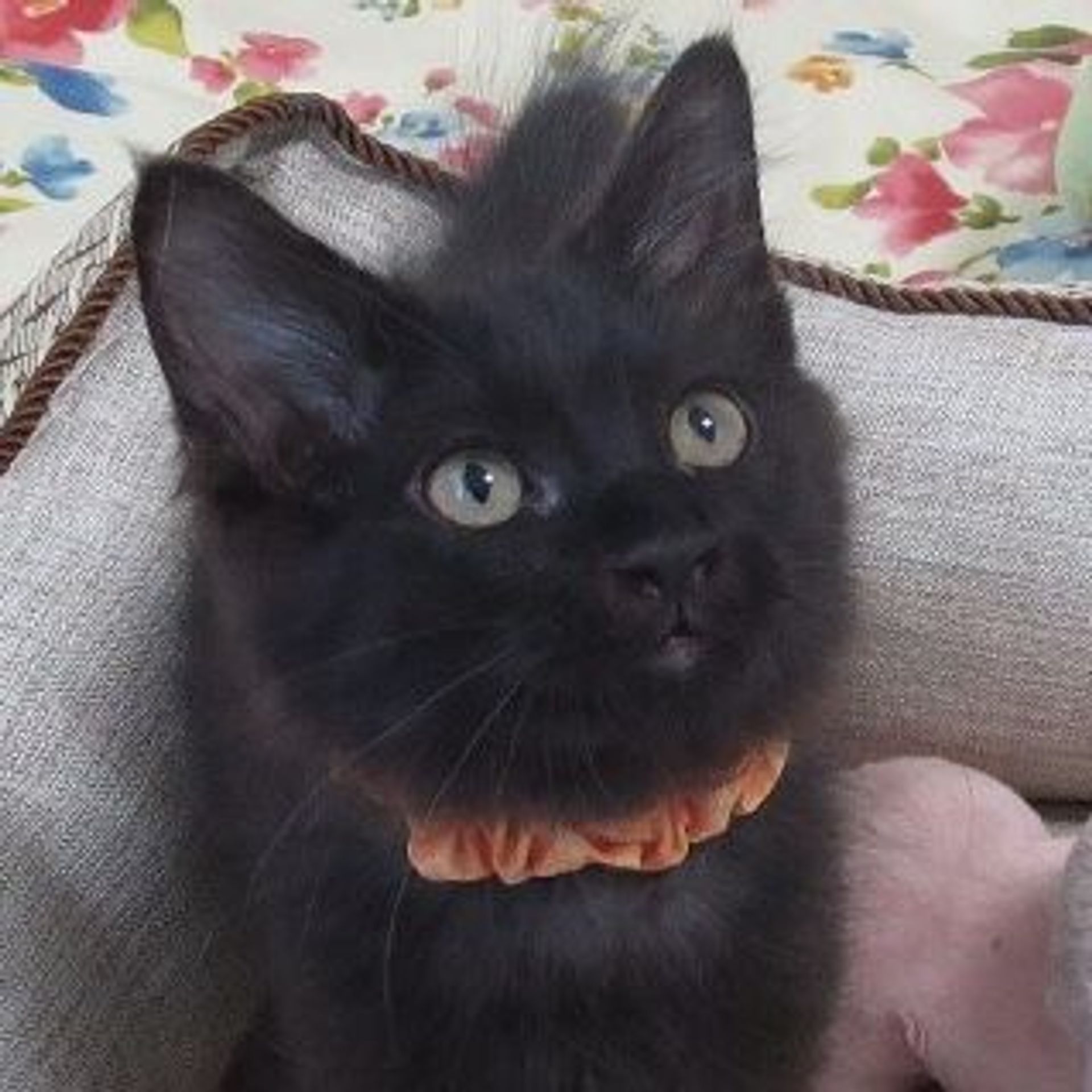 雑種（ミックス猫）・オスの里親募集の写真
