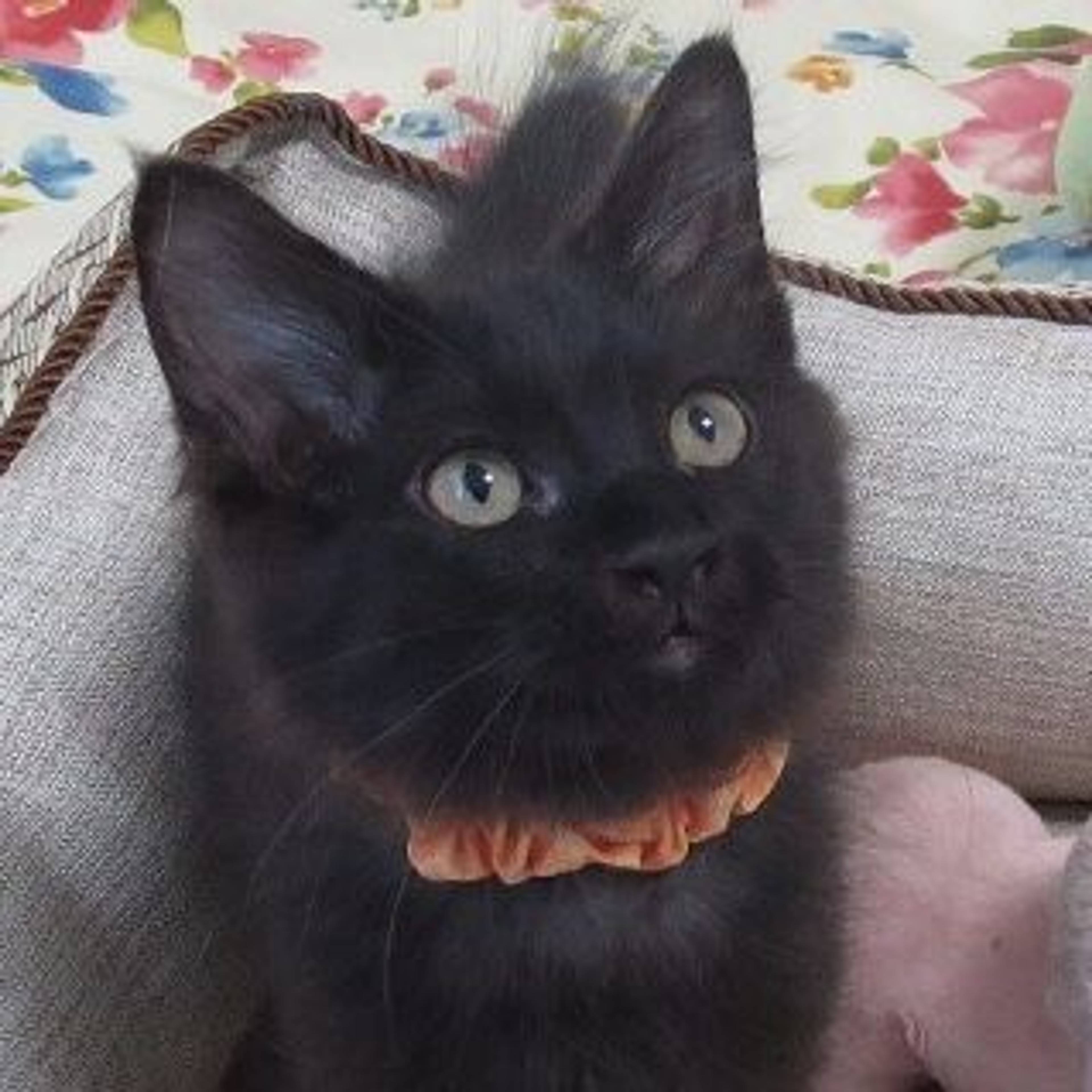 雑種（ミックス猫）・オスの里親募集の写真