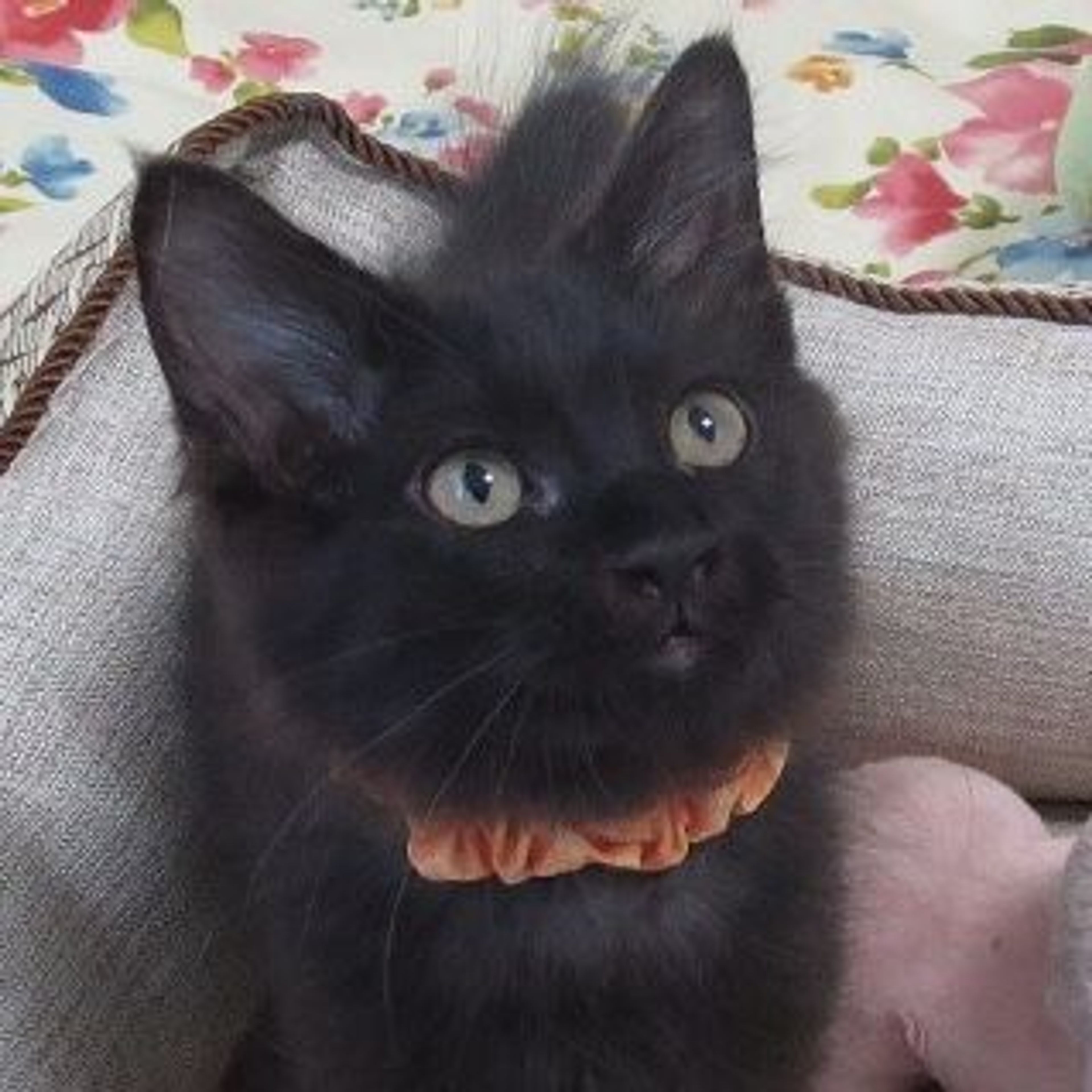 雑種（ミックス猫）・オスの里親募集の写真