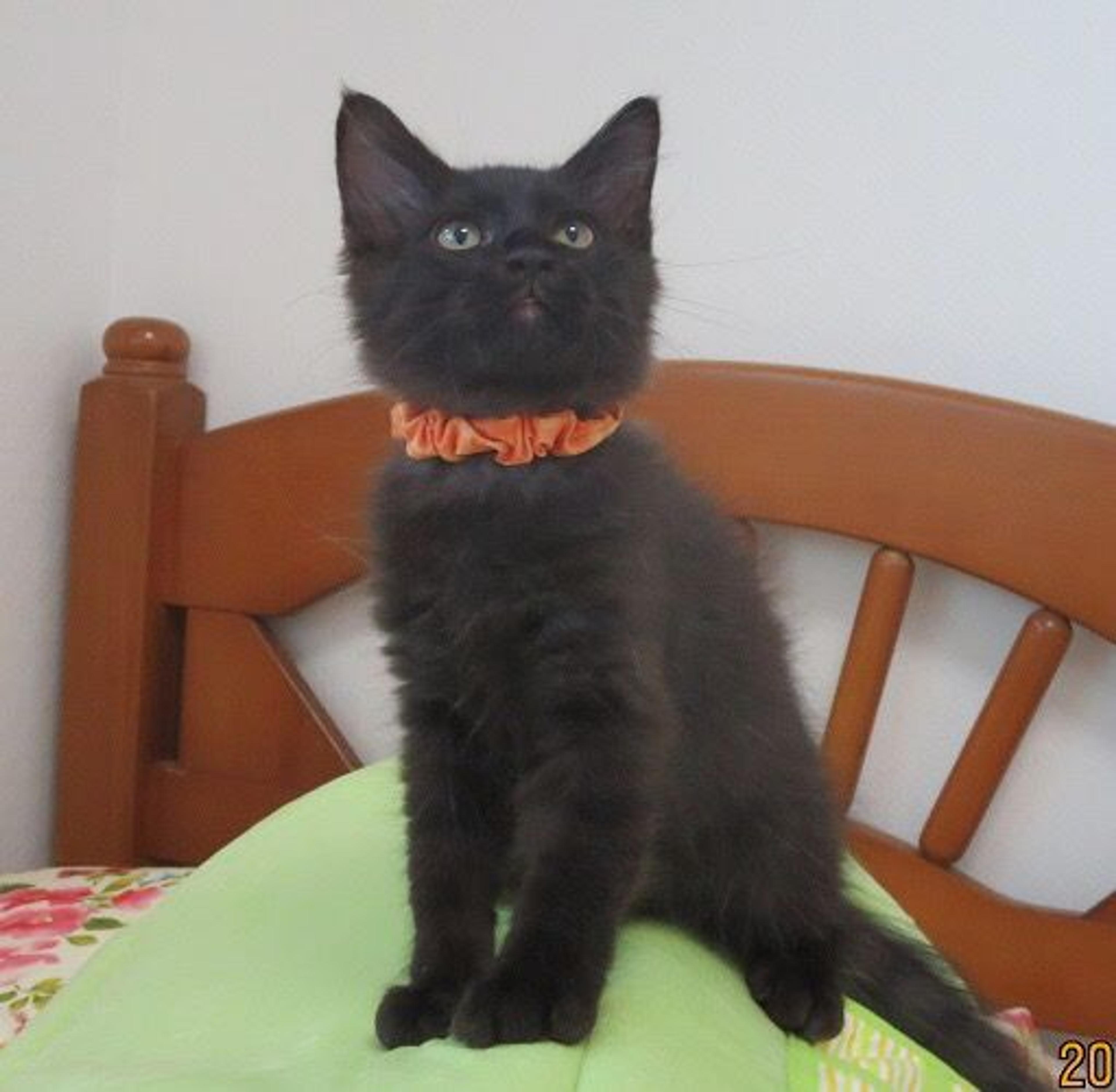 pet-image-3