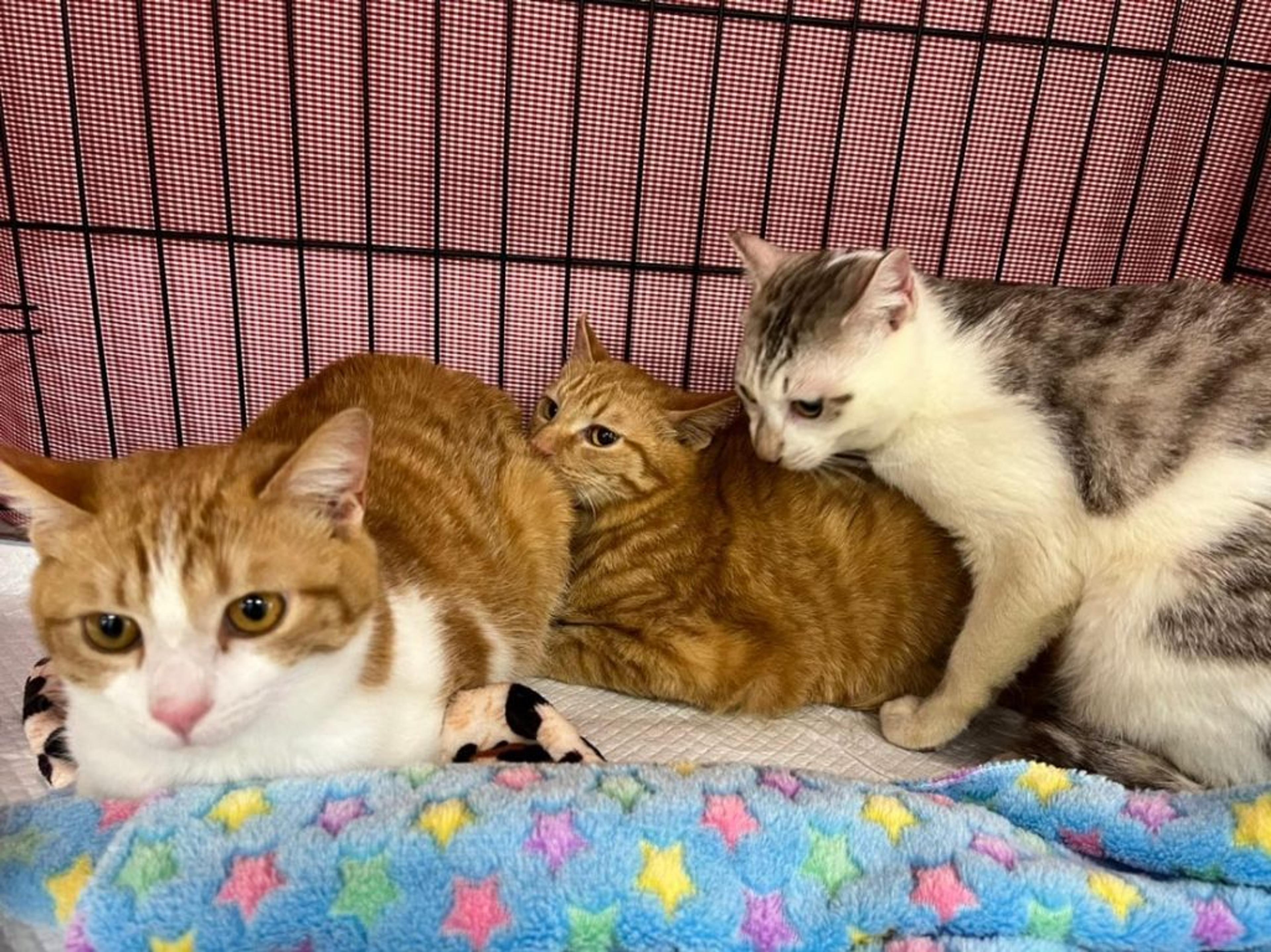pet-image-3