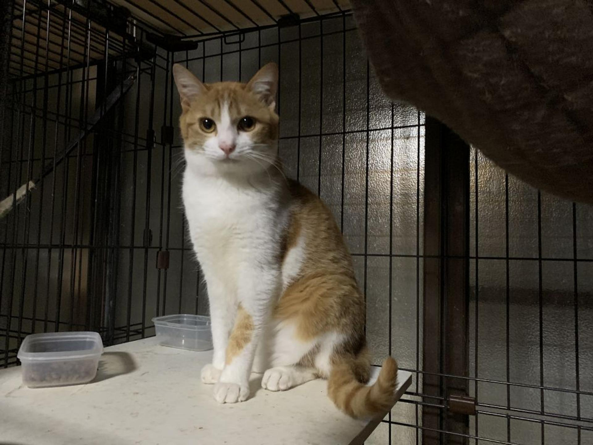 pet-image-2