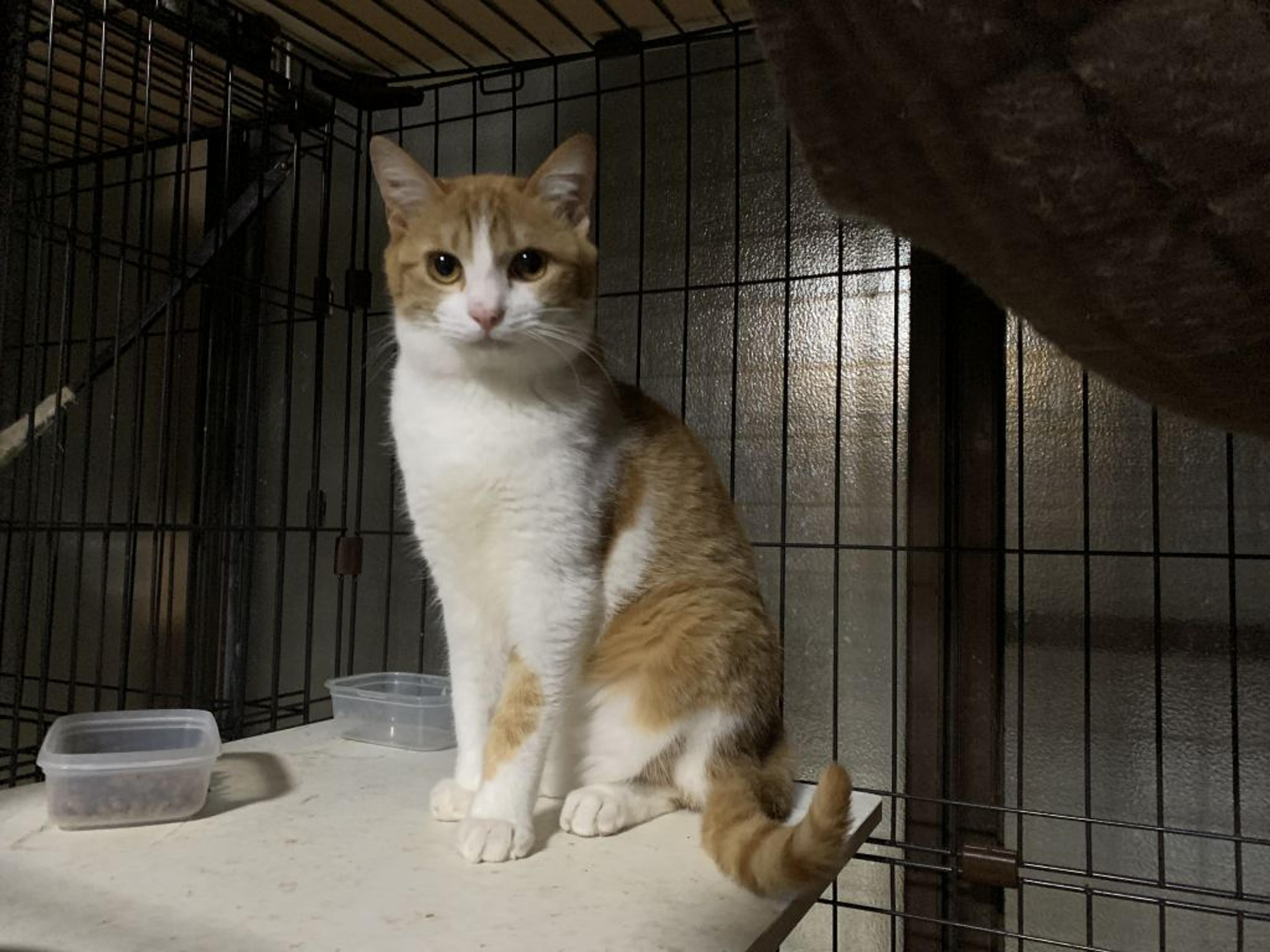 pet-image-2