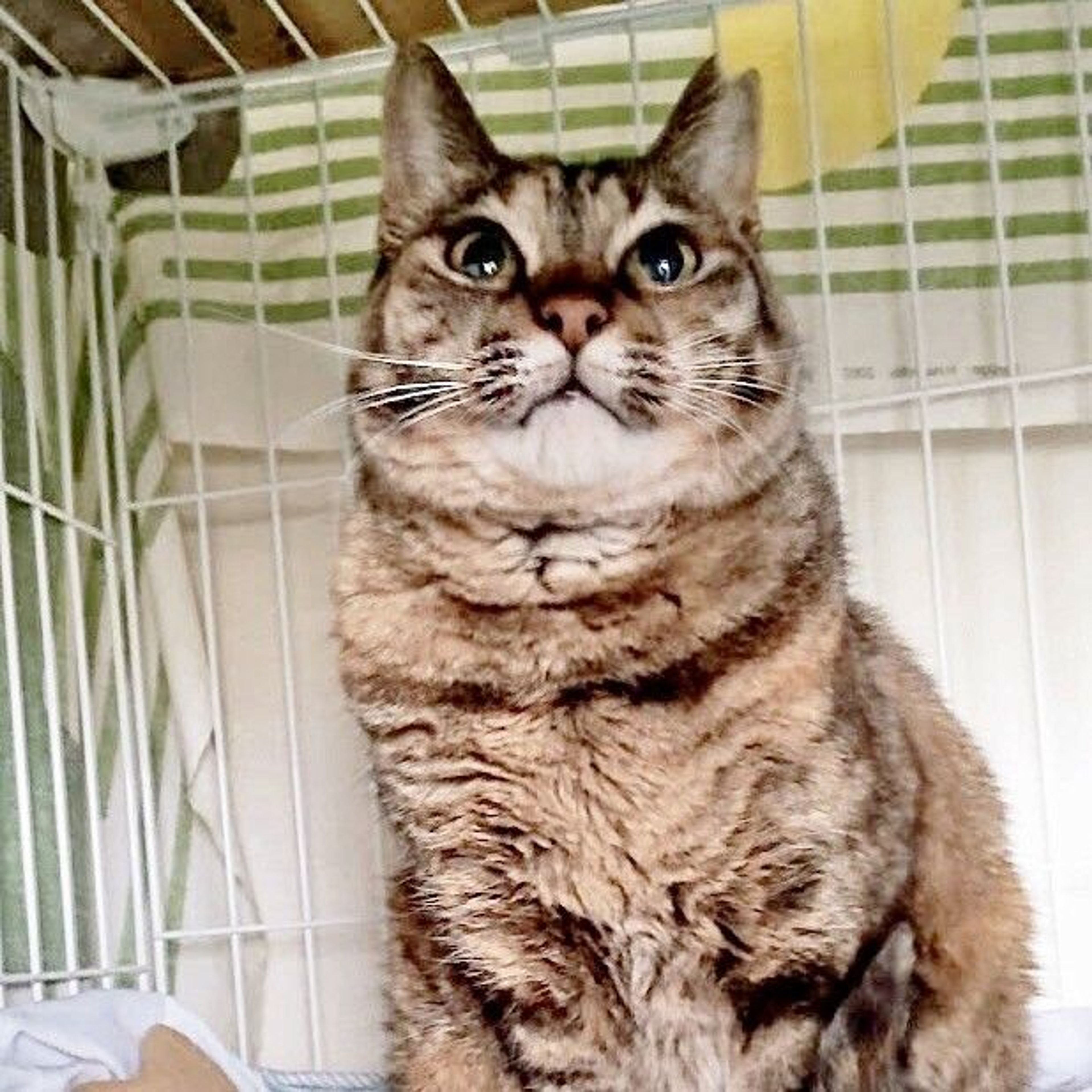 pet-image-2