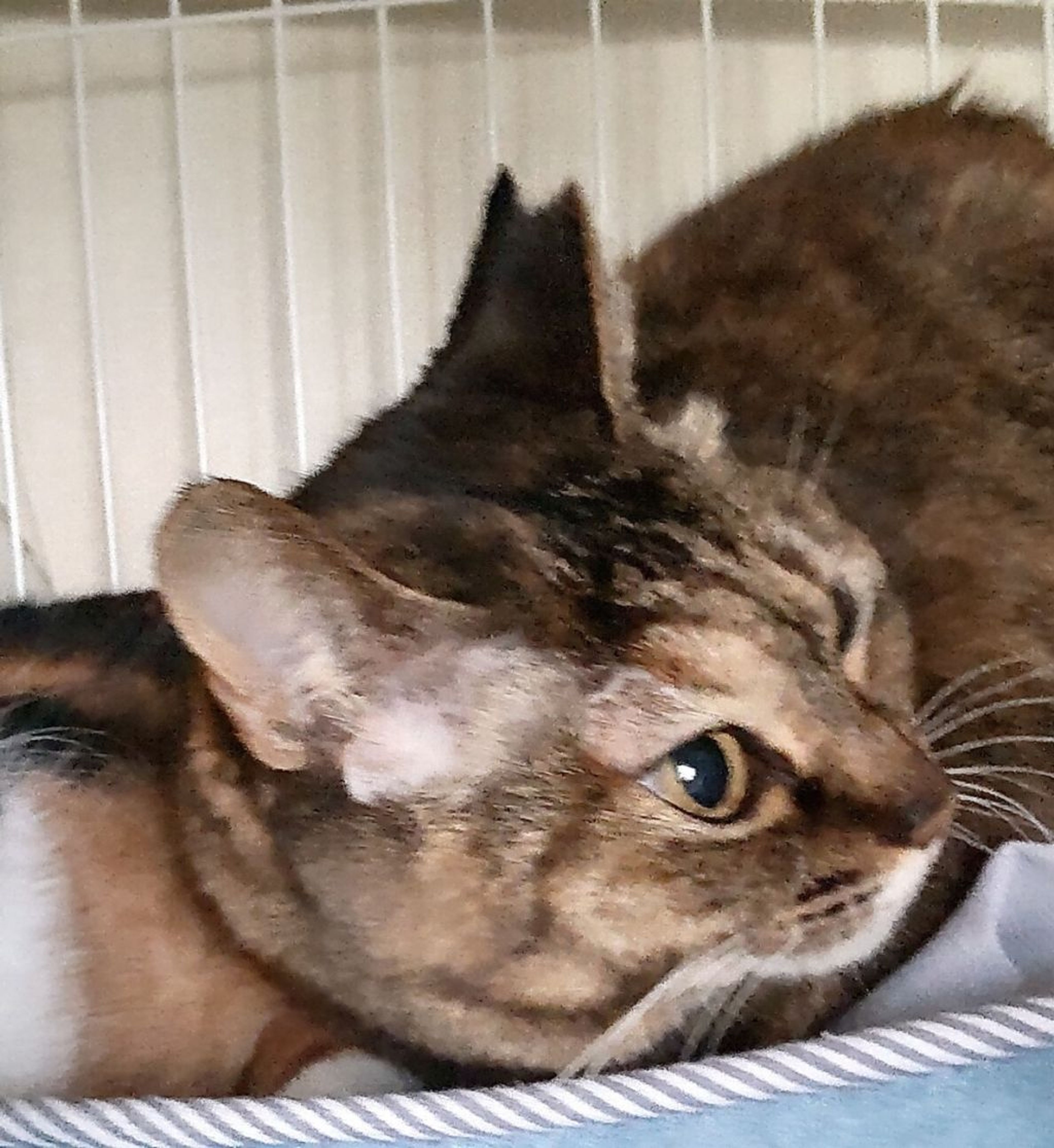 pet-image-3