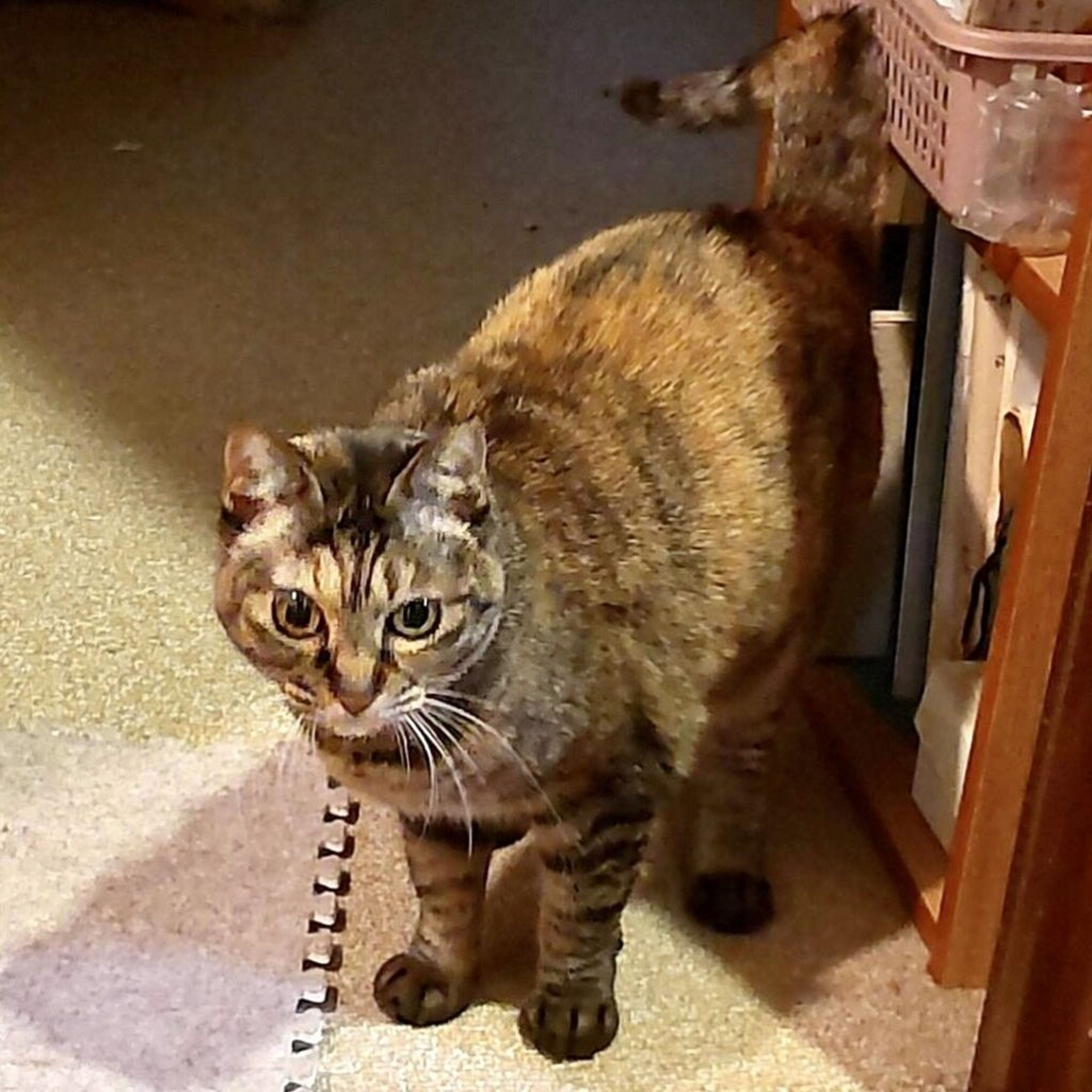 pet-image-5