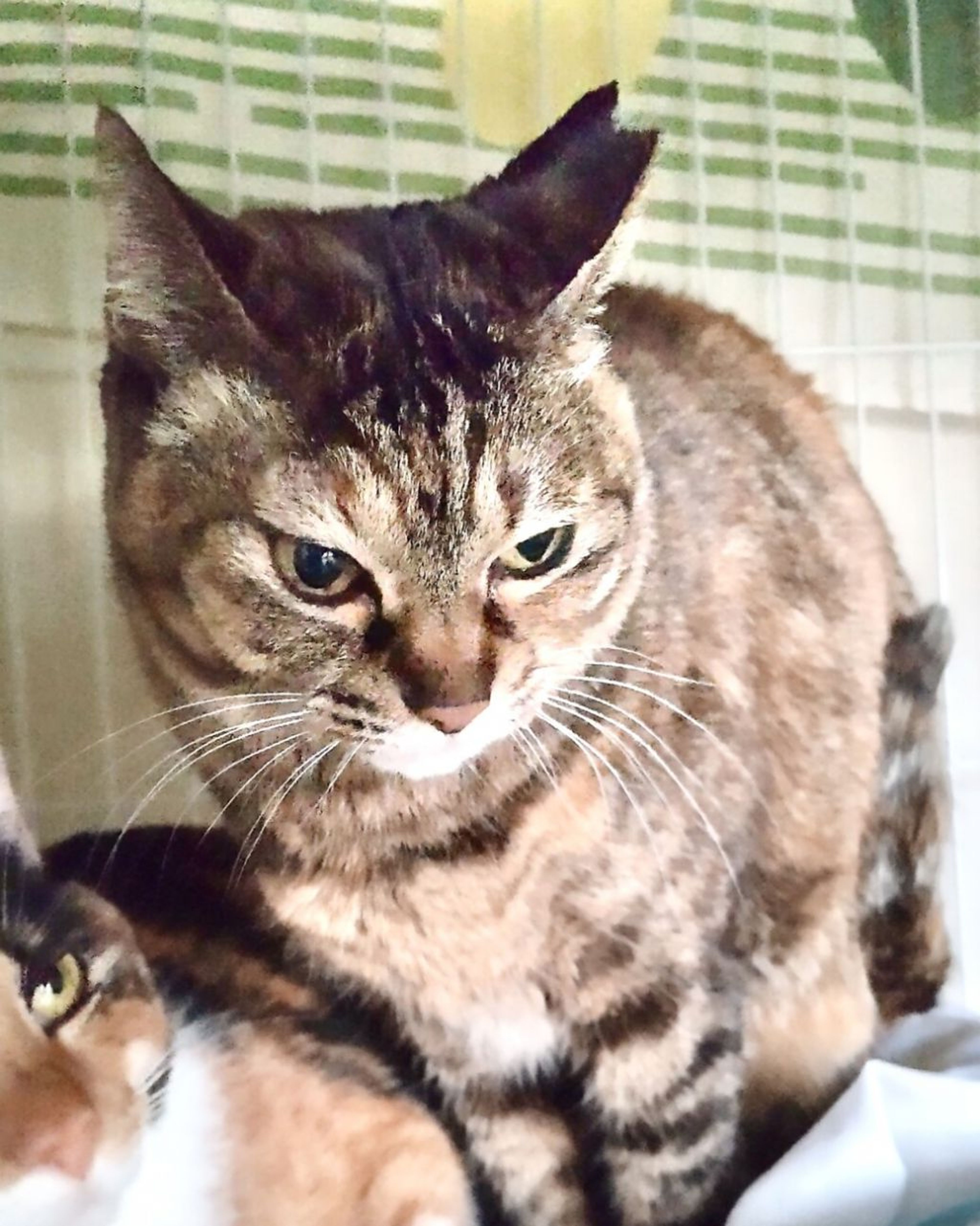 pet-image-6